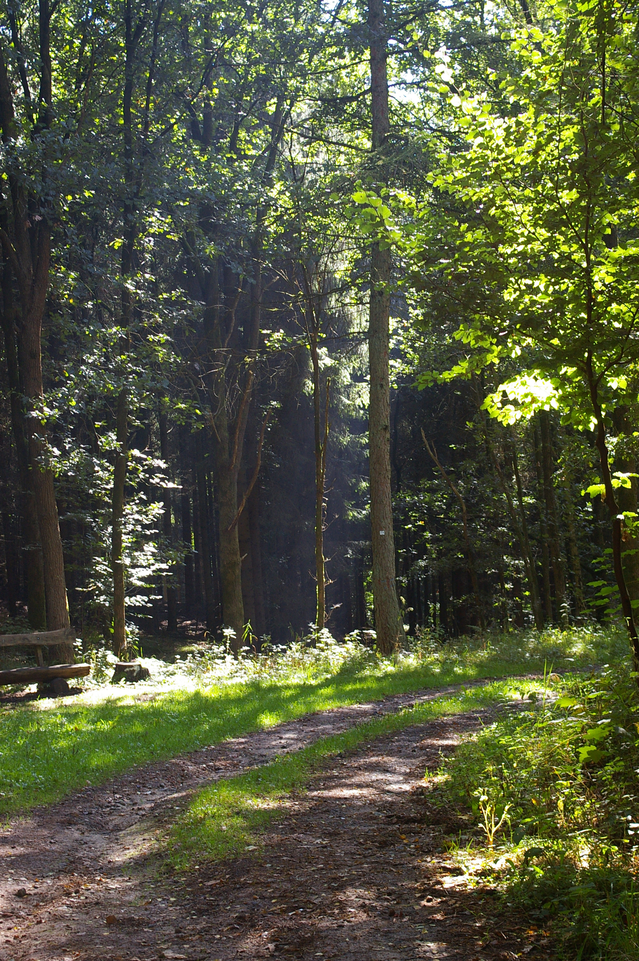Pentax *ist DL sample photo. Path in forest photography