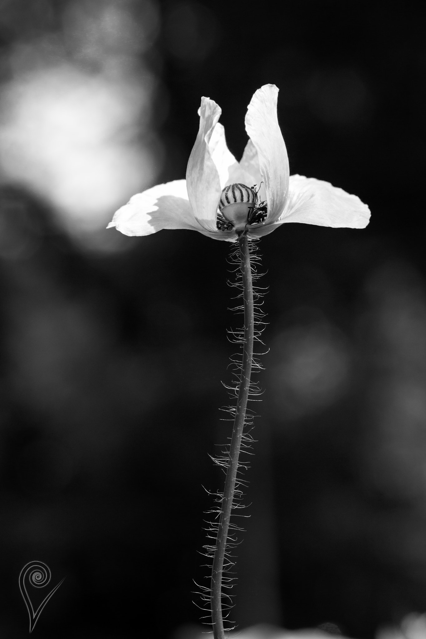 Canon EOS 600D (Rebel EOS T3i / EOS Kiss X5) + Canon EF 100mm F2.8L Macro IS USM sample photo. Papaver rhoeas in b/w photography