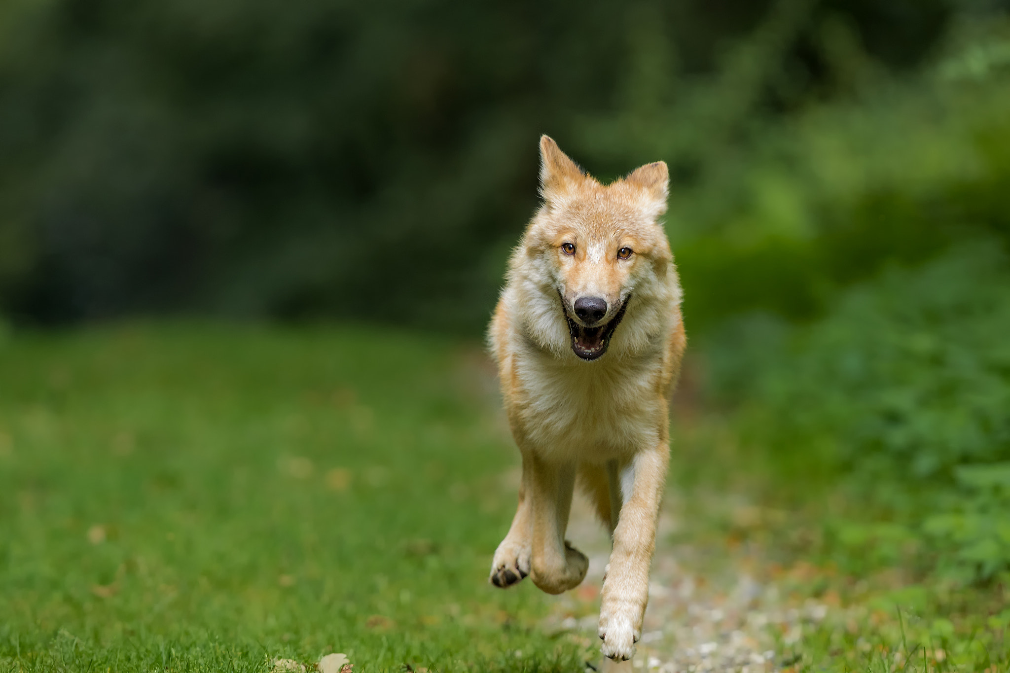 Canon EF 300mm F2.8L IS II USM sample photo. I'm coming.. photography