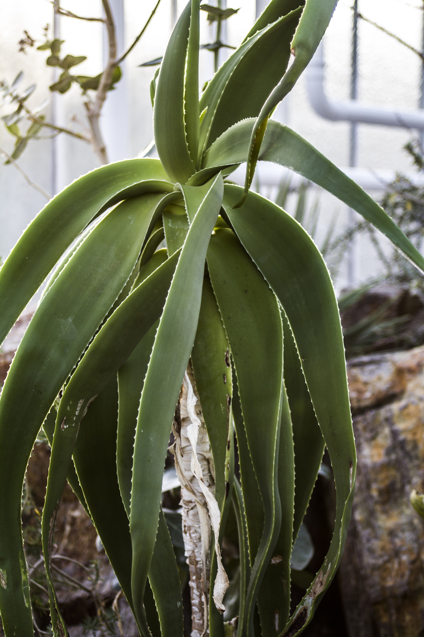 EF28-70mm f/2.8L USM sample photo. Botanischer garten münchen photography