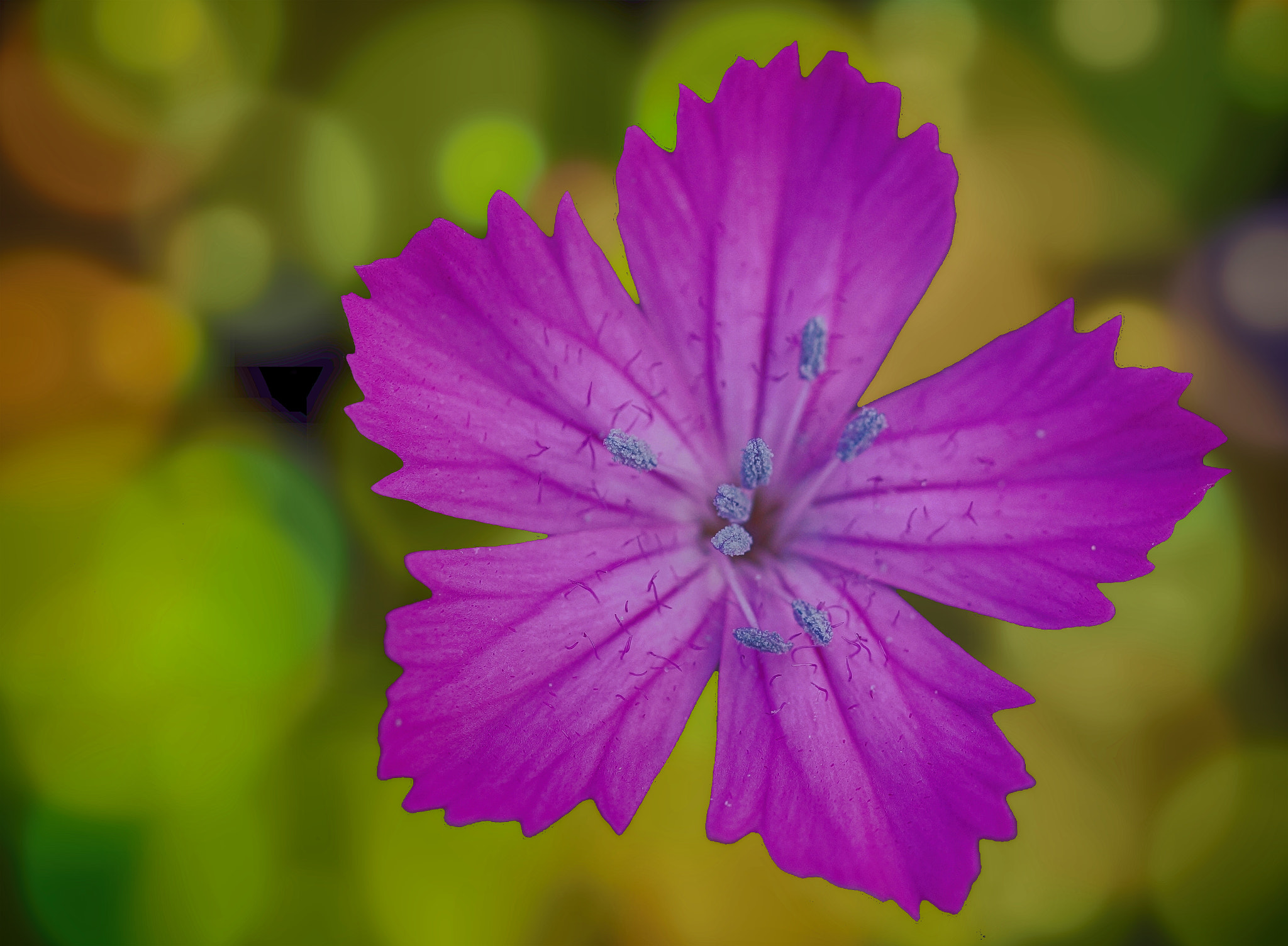 Sony SLT-A65 (SLT-A65V) + 90mm F2.8 Macro SSM sample photo. Carthusian pink photography