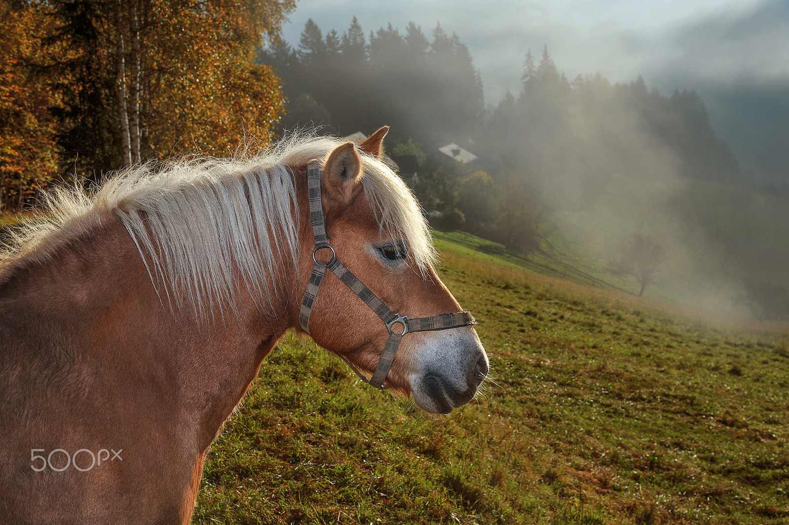 Nikon D3 sample photo. Encounter on the pasture photography