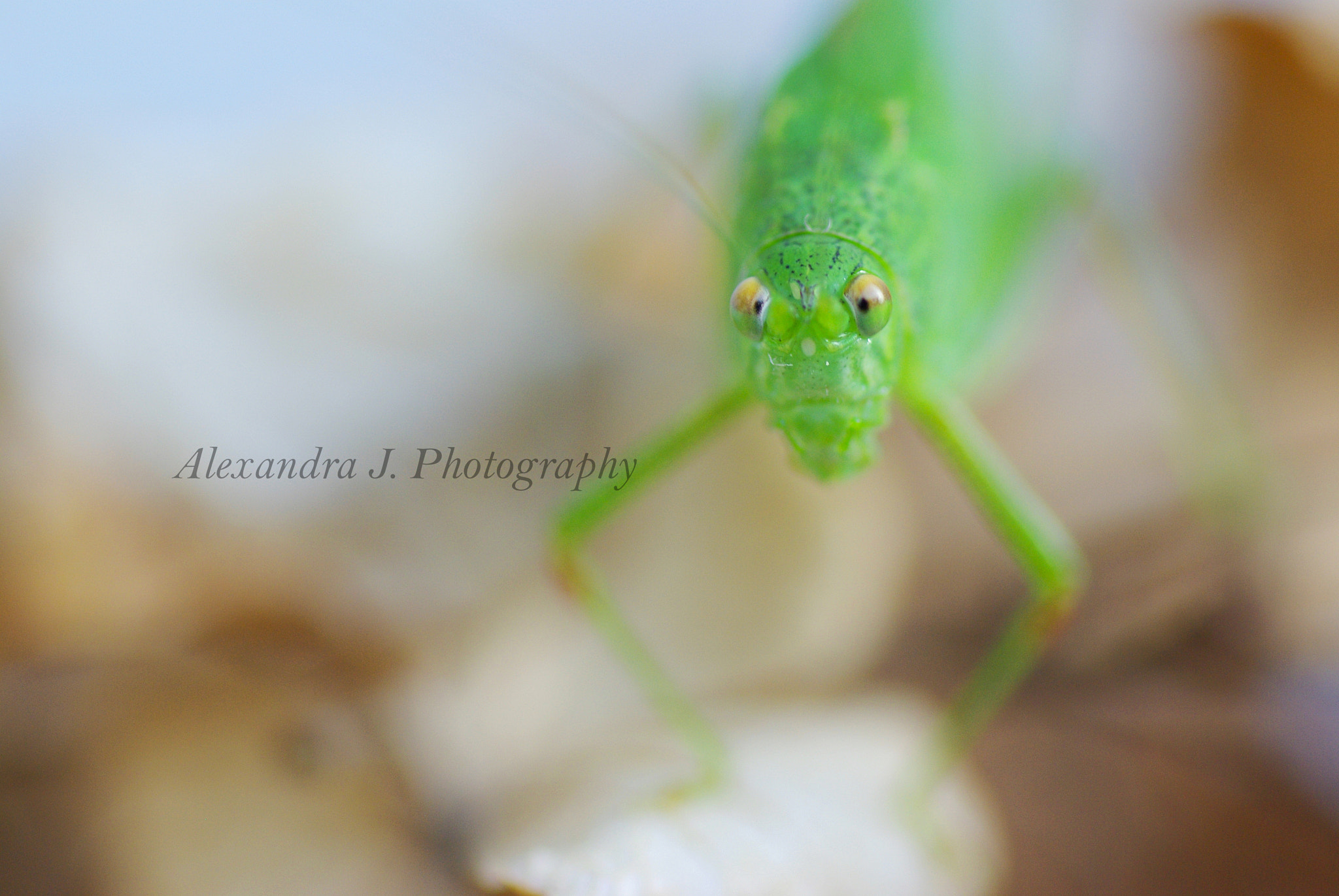 Pentax K10D sample photo. Grasshopper photography