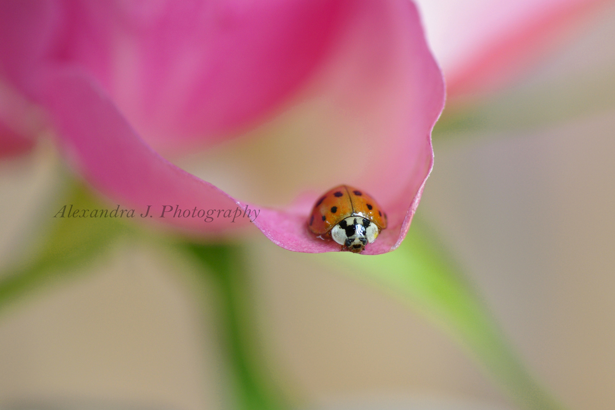 Pentax K10D sample photo. Ladybug photography
