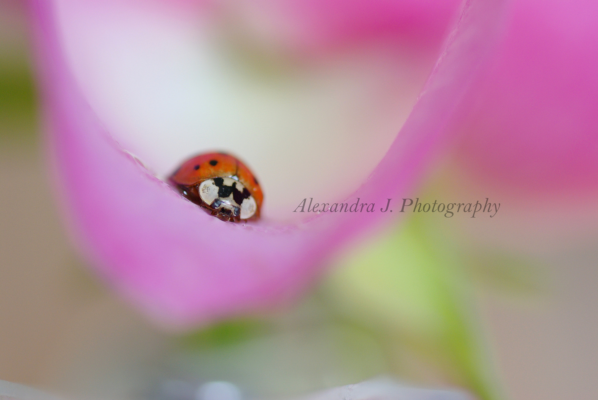 Pentax K10D sample photo. Ladybug on a rose photography