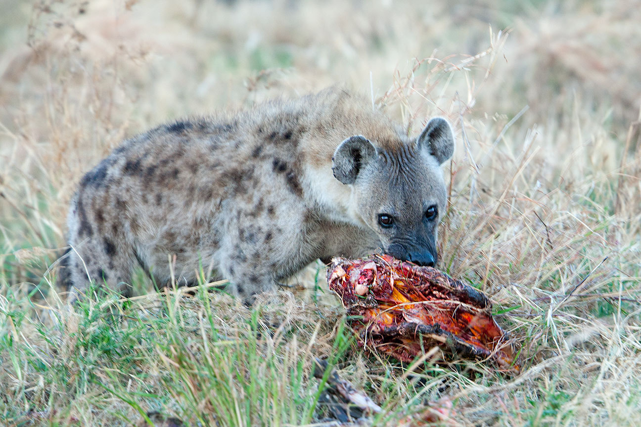 Canon EOS-1D Mark III + Canon EF 300mm F2.8L IS USM sample photo. The meal - hyenas of serengeti №4 photography