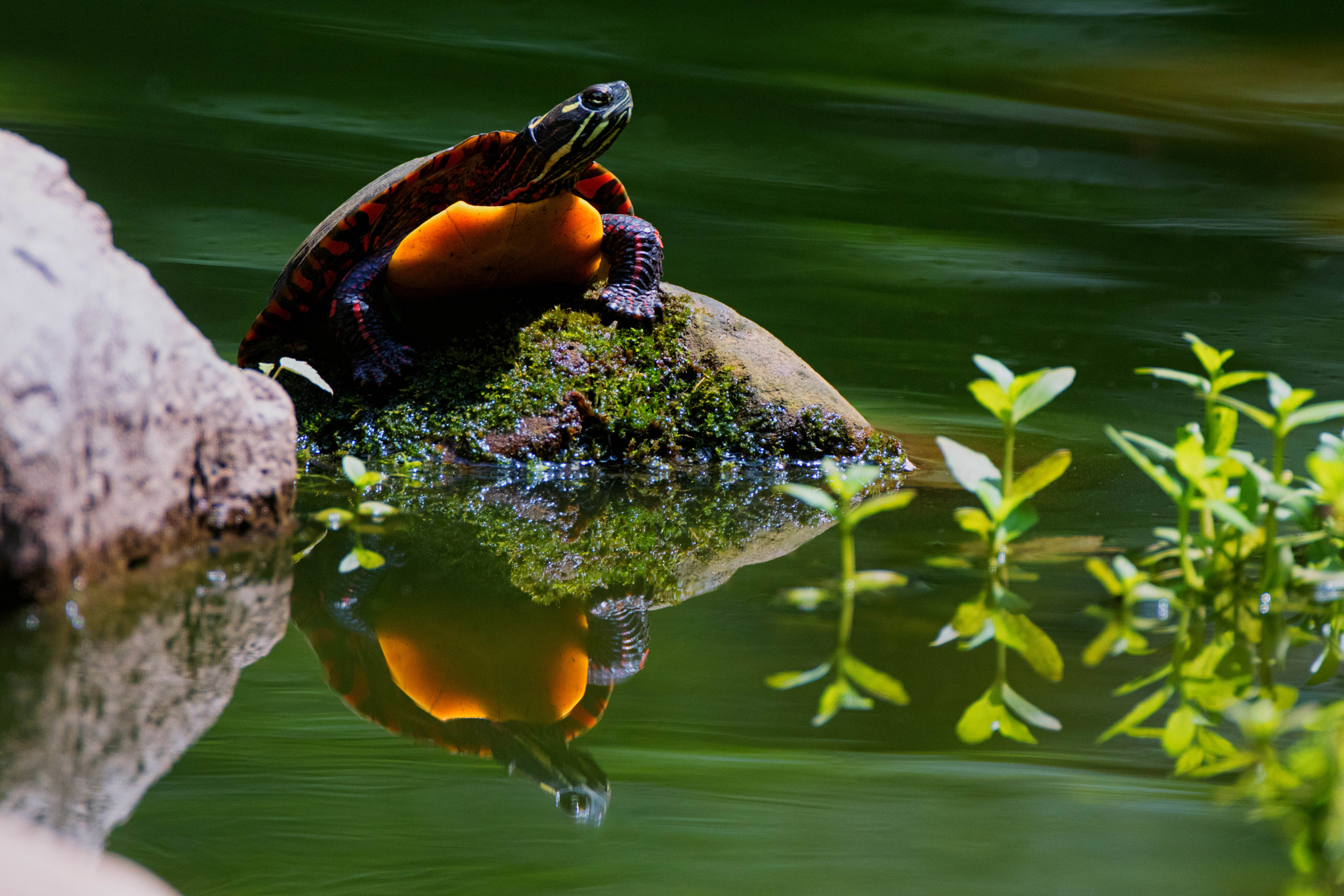 Canon EOS 80D + Canon EF 500mm F4L IS USM sample photo. Turtle reflecting pool photography