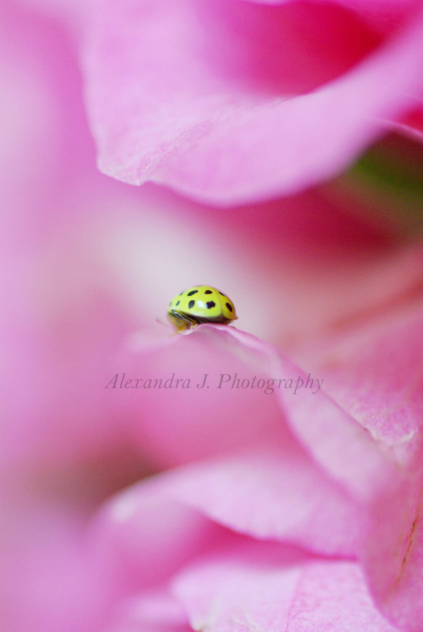 Tamron SP AF 90mm F2.8 Di Macro sample photo. Yellow photography