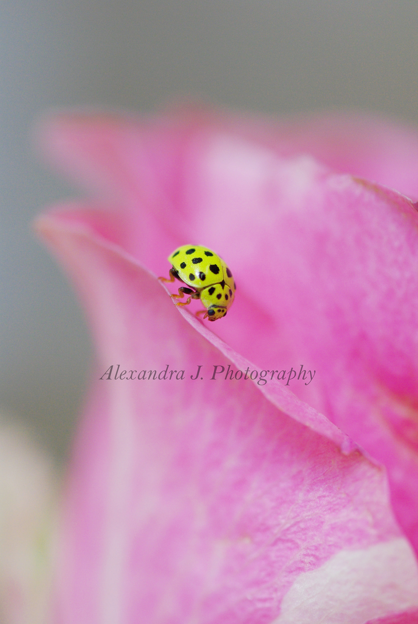 Pentax K10D sample photo. Yellow ladybug photography