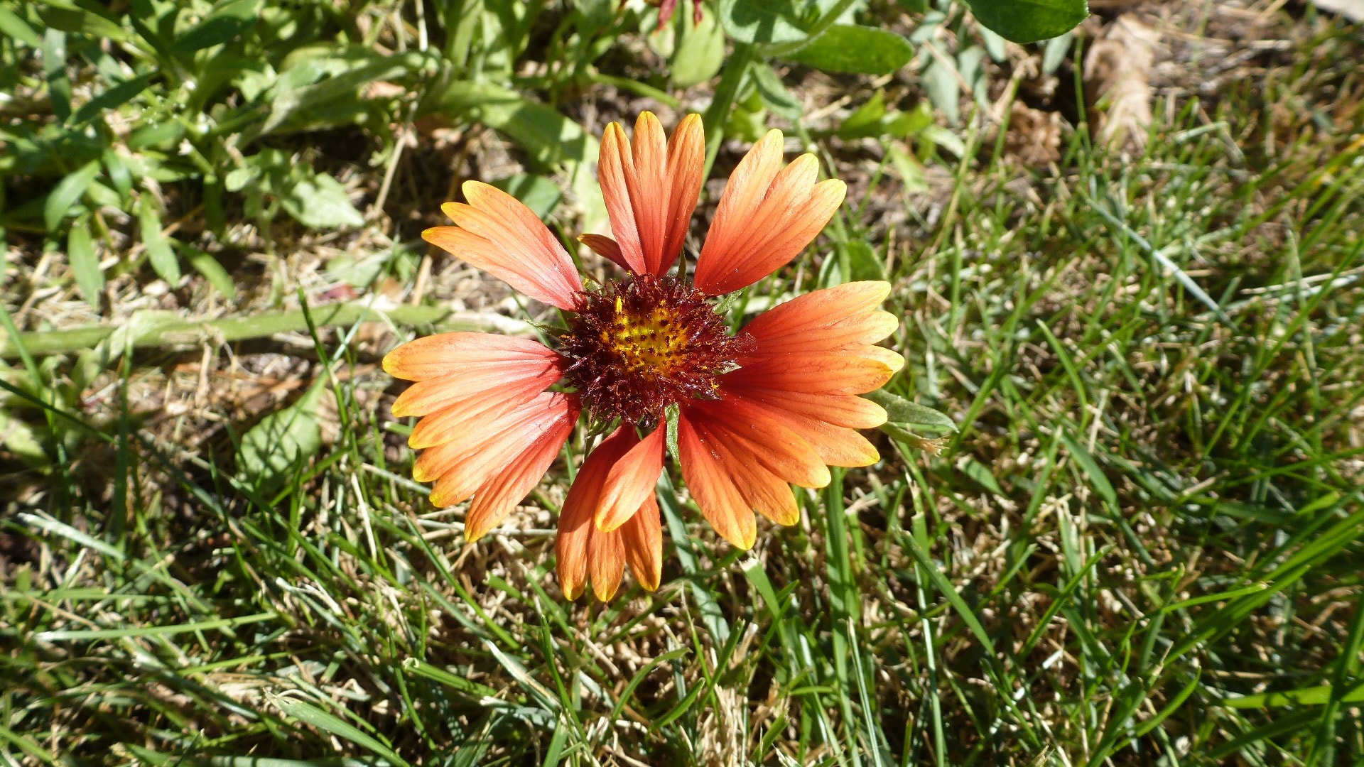 Panasonic Lumix DMC-ZS8 (Lumix DMC-TZ18) sample photo. Wildflower photography