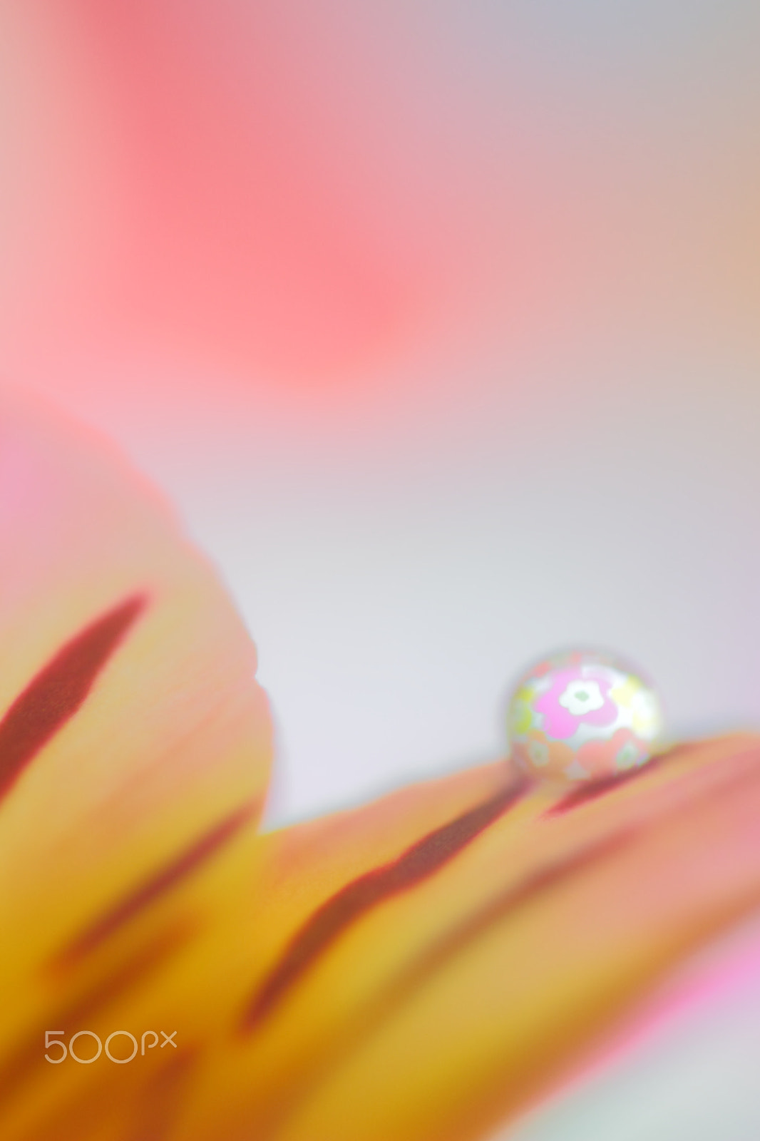 Canon EF 100mm F2.8 Macro USM sample photo. Flower ball photography