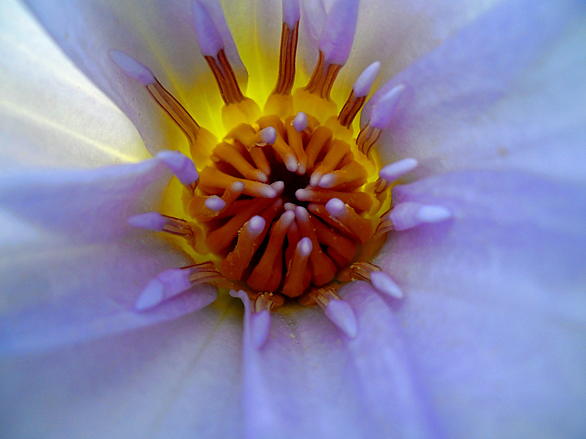 Samsung ES90/ ES91 sample photo. New bloom photography