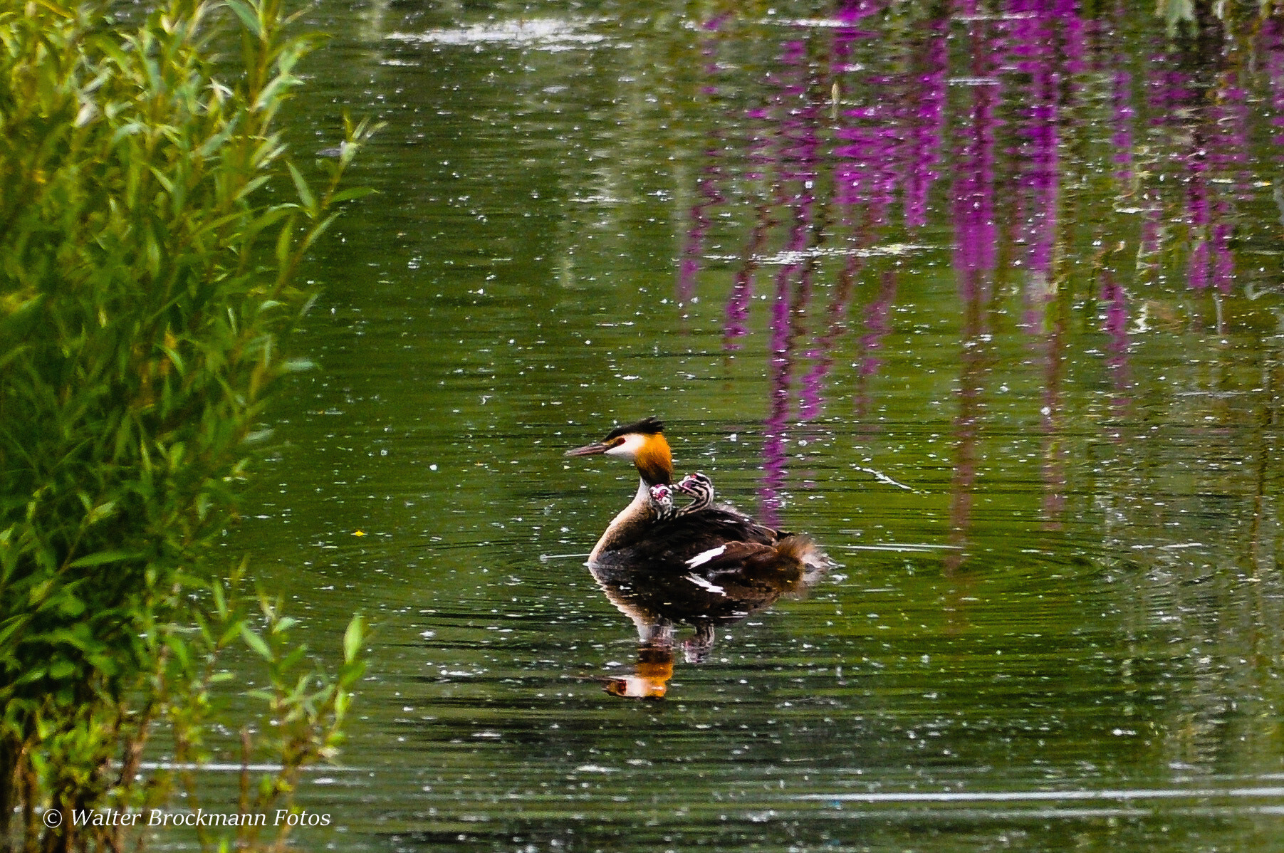 Sigma 150-500mm F5-6.3 DG OS HSM sample photo. Haubentaucher/wasservogel photography