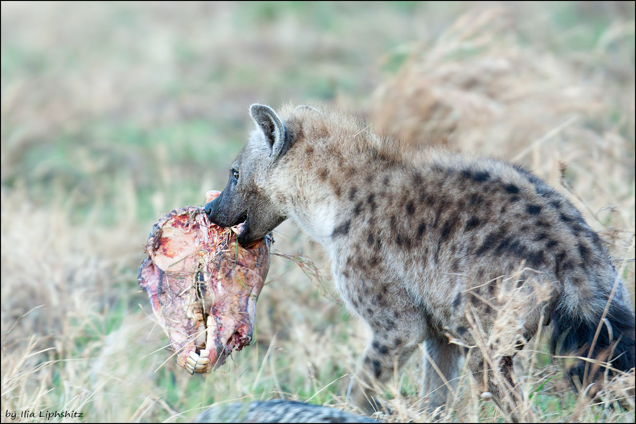 Canon EOS-1D Mark III + Canon EF 300mm F2.8L IS USM sample photo. Hyenas of serengeti №5 photography