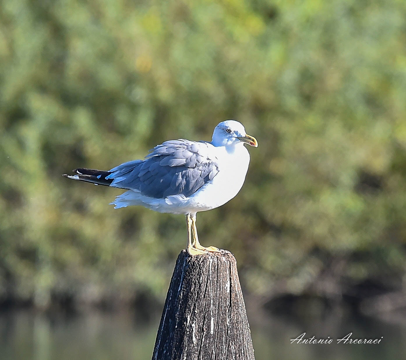 Sigma 150-600mm F5-6.3 DG OS HSM | S sample photo. Seagull photography