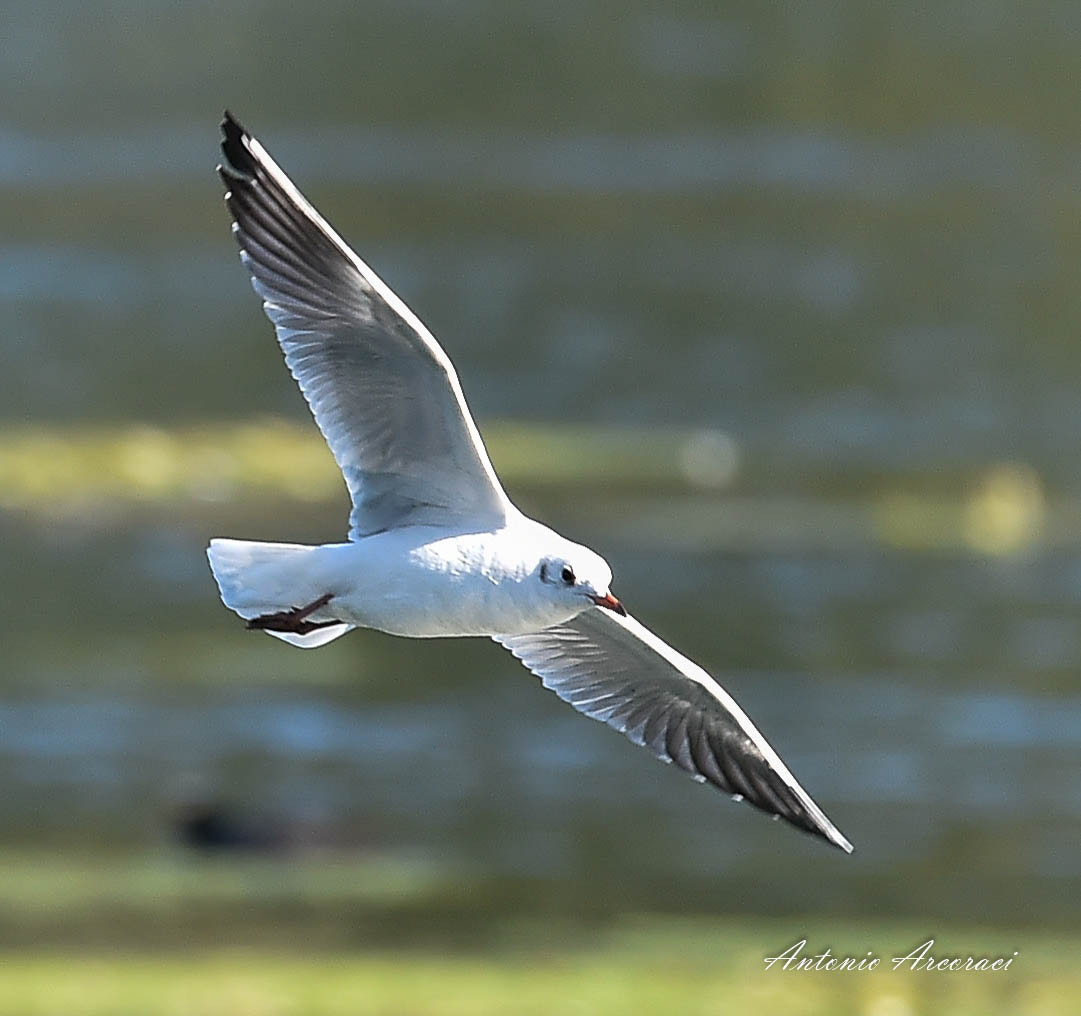 Sigma 150-600mm F5-6.3 DG OS HSM | S sample photo. Seagull photography