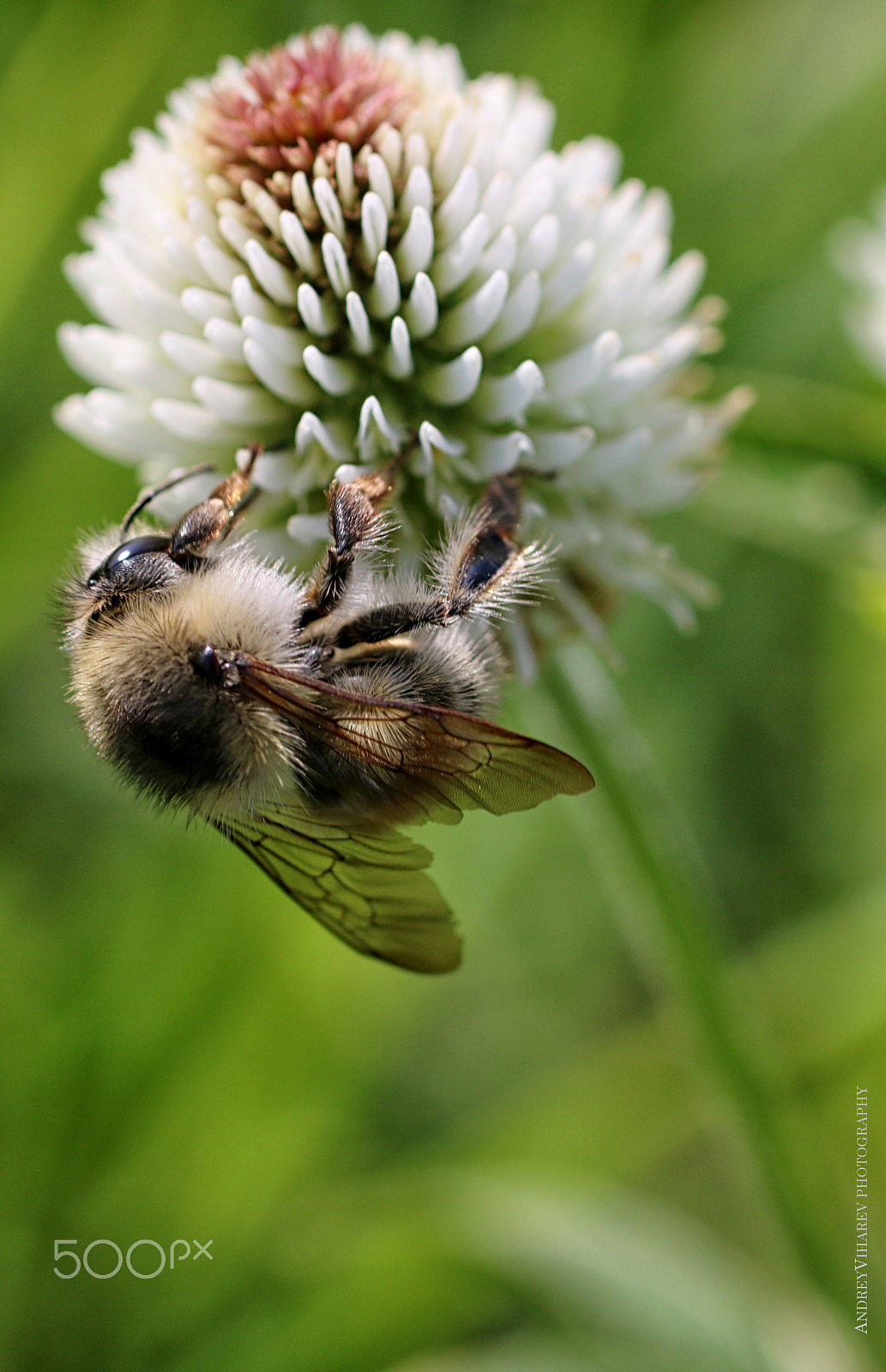 Canon EOS 760D (EOS Rebel T6s / EOS 8000D) + Sigma 50mm F1.4 EX DG HSM sample photo. Bumblebee end clover photography