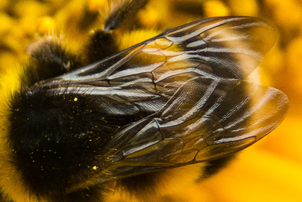 AF Zoom-Nikkor 28-105mm f/3.5-4.5D IF sample photo. Bee photography