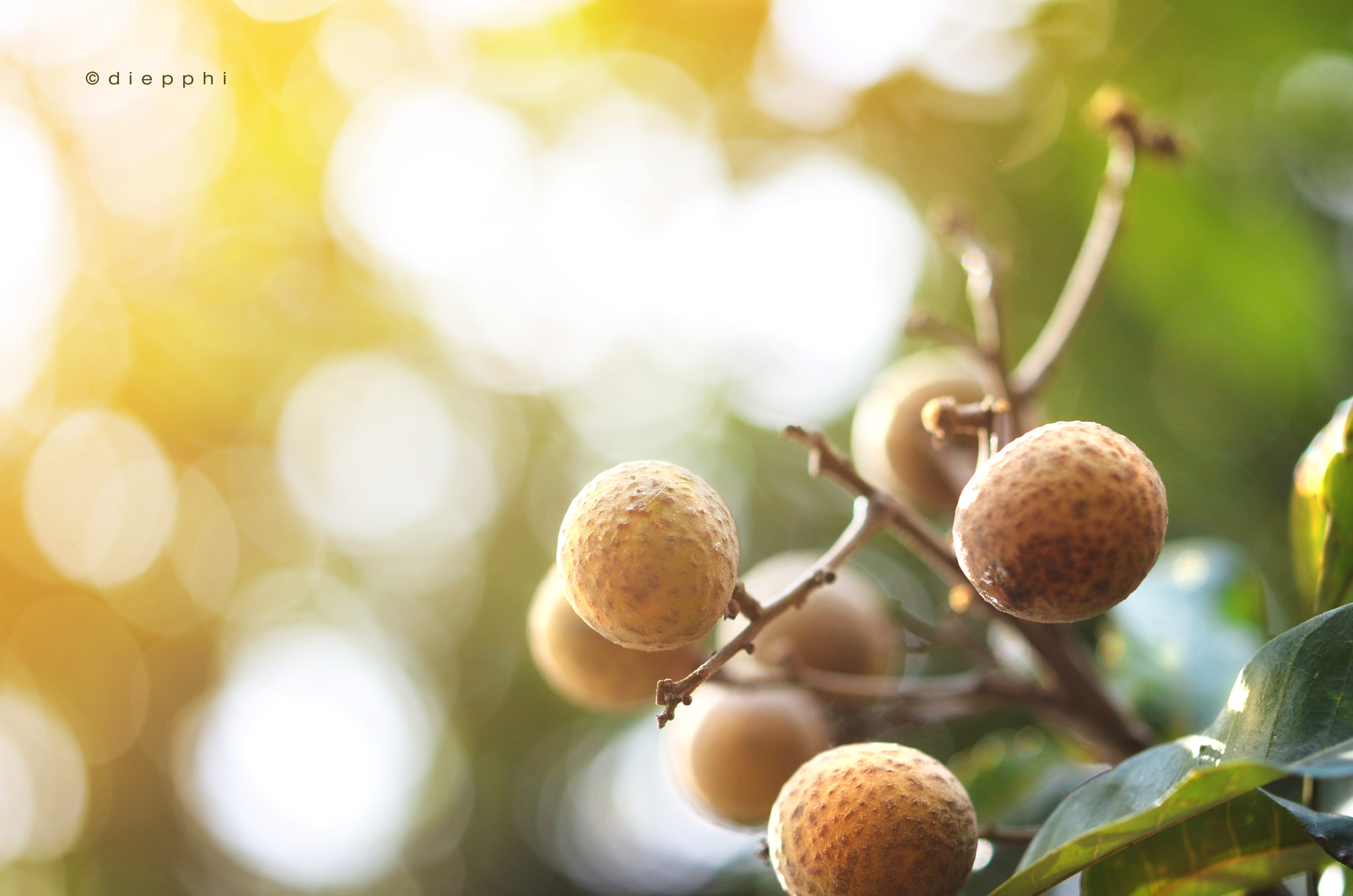 Nikon AF-S Micro-Nikkor 60mm F2.8G ED sample photo. Dragon's eyes fruit photography