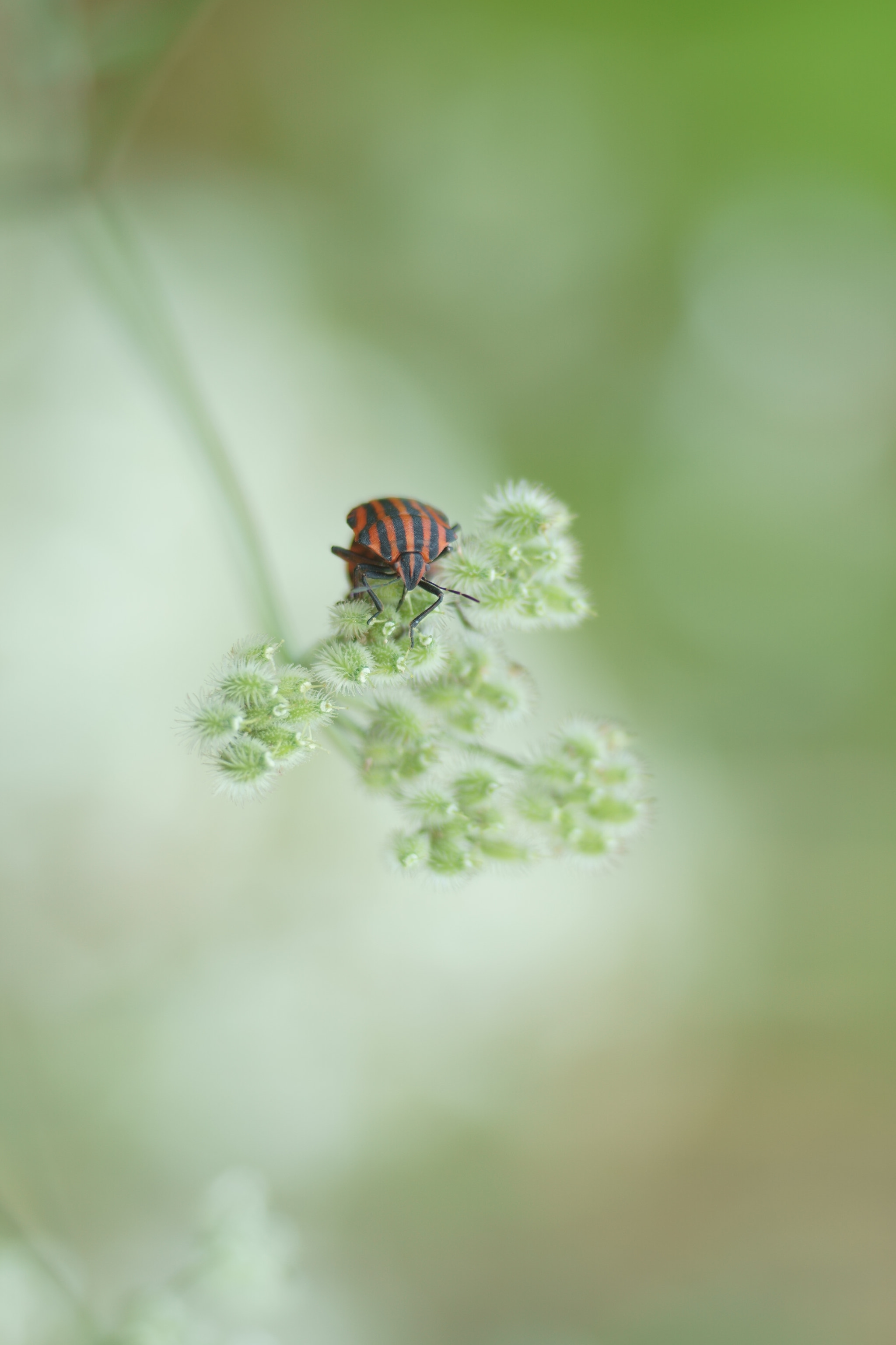 Sony a6000 + Tamron SP AF 90mm F2.8 Di Macro sample photo. Chinche  rallado photography