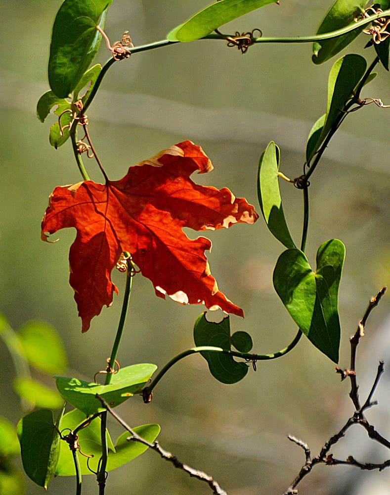 Sigma 70-300mm F4-5.6 APO Macro Super II sample photo. Septembre - nature - detail photography
