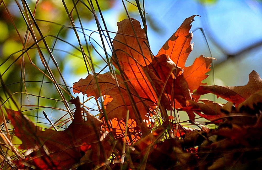 Sigma 70-300mm F4-5.6 APO Macro Super II sample photo. Septembre -  nature - detail photography