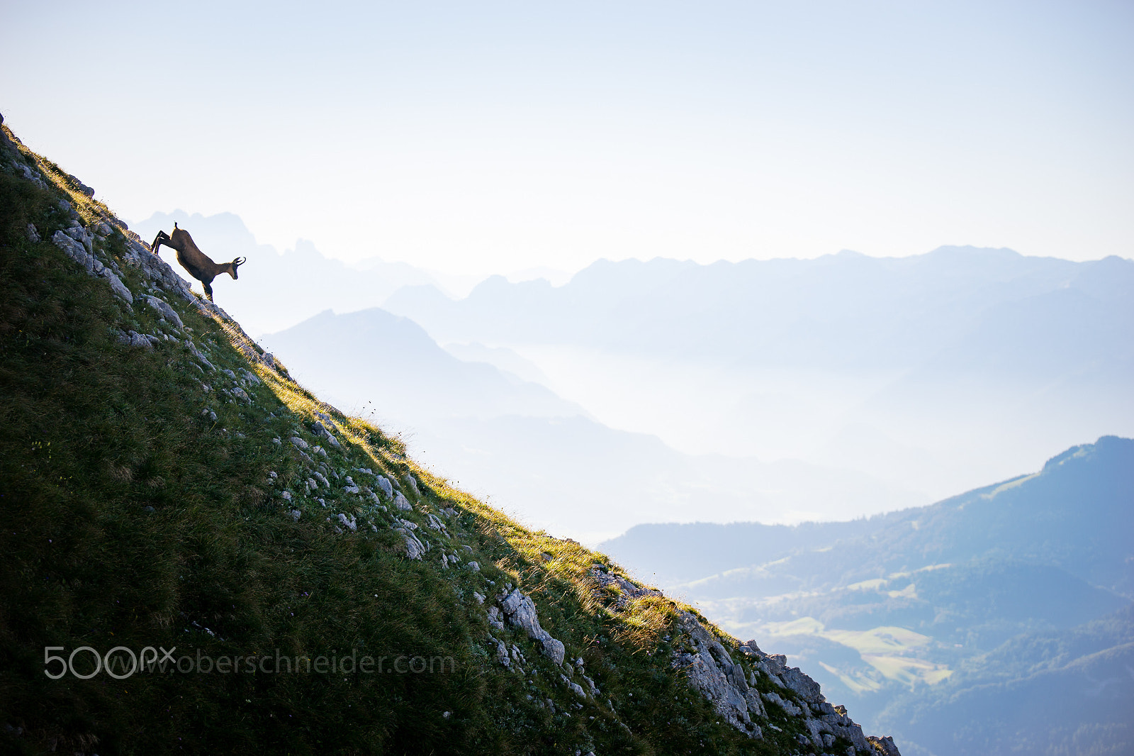 Sony a99 II + Tamron SP 70-200mm F2.8 Di VC USD sample photo. Chamois in the austrian alps #4 photography