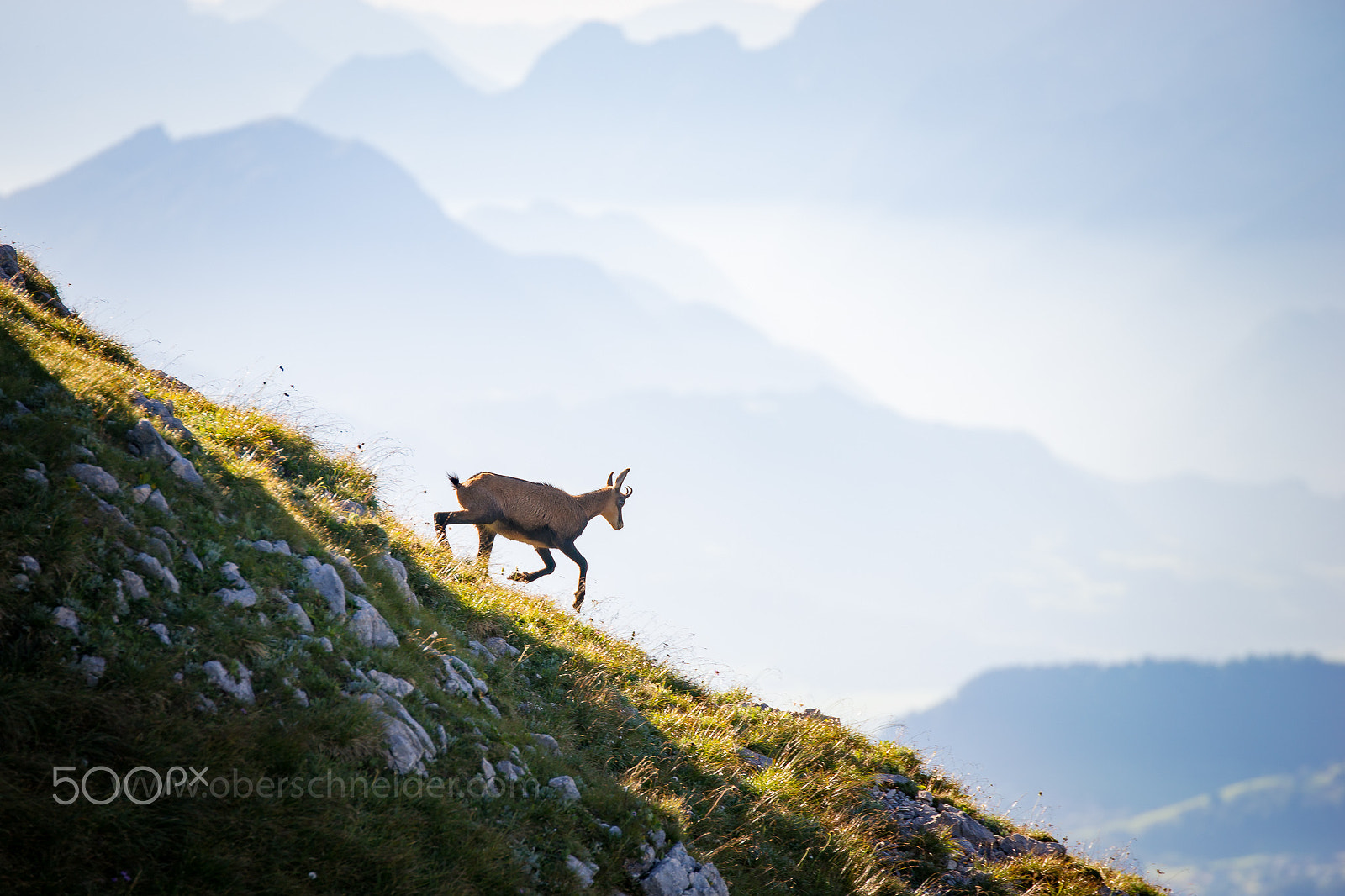Sony a99 II + Tamron SP 70-200mm F2.8 Di VC USD sample photo. Chamois in the austrian alps #3 photography