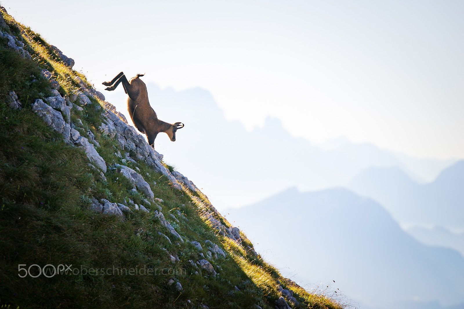 Sony a99 II + Tamron SP 70-200mm F2.8 Di VC USD sample photo. Chamois in the austrian alps #2 photography