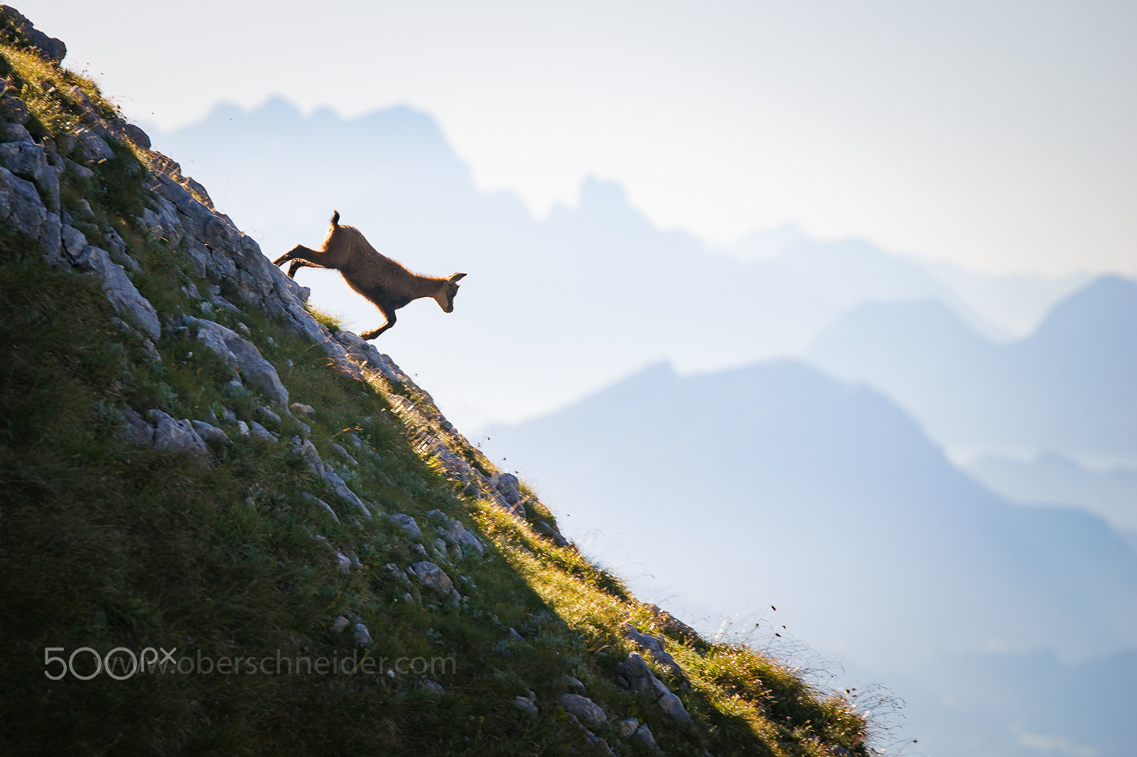Sony a99 II + Tamron SP 70-200mm F2.8 Di VC USD sample photo. Chamois in the austrian alps #1 photography
