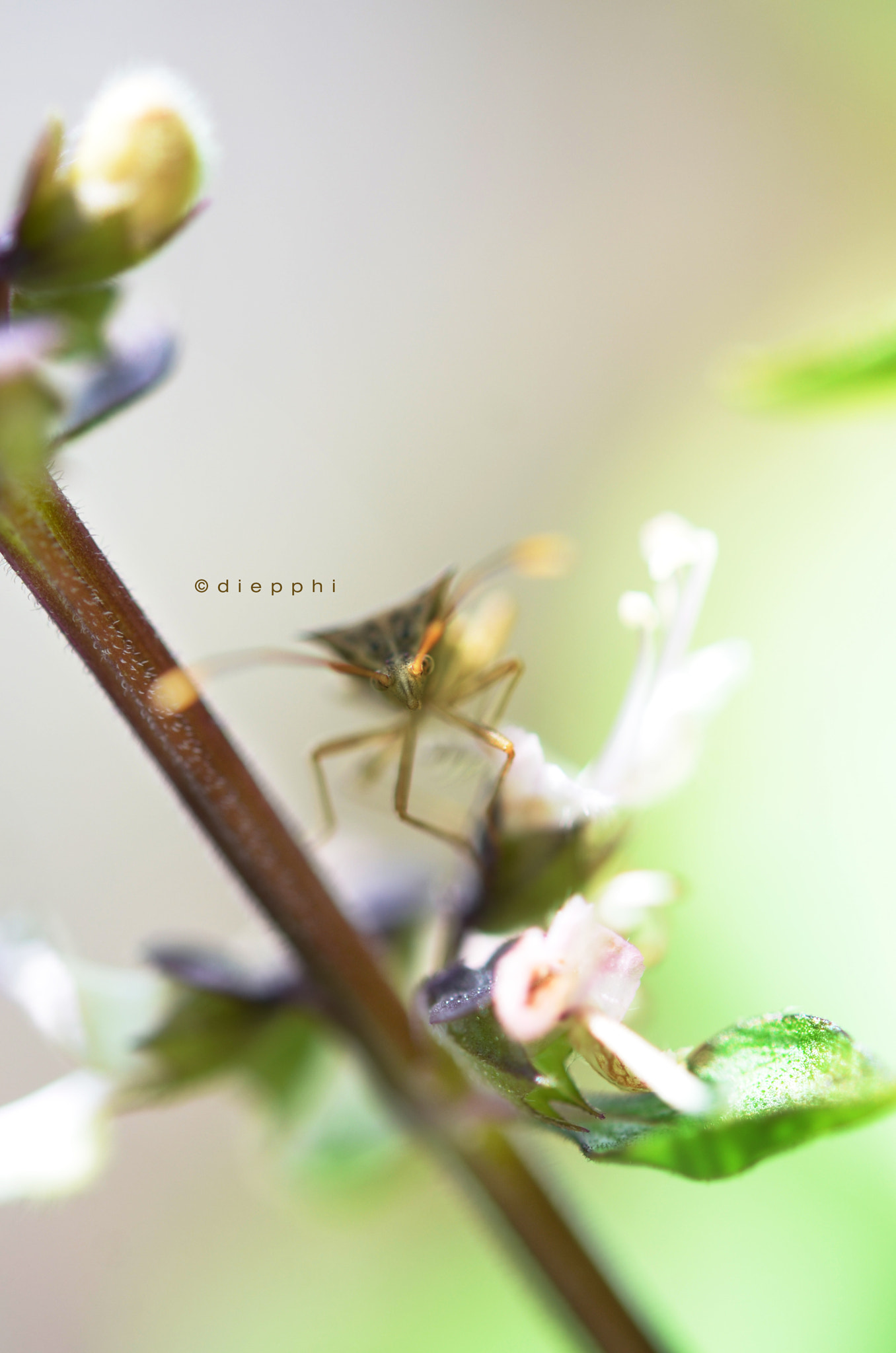 Nikon AF-S Micro-Nikkor 60mm F2.8G ED sample photo. Basil photography