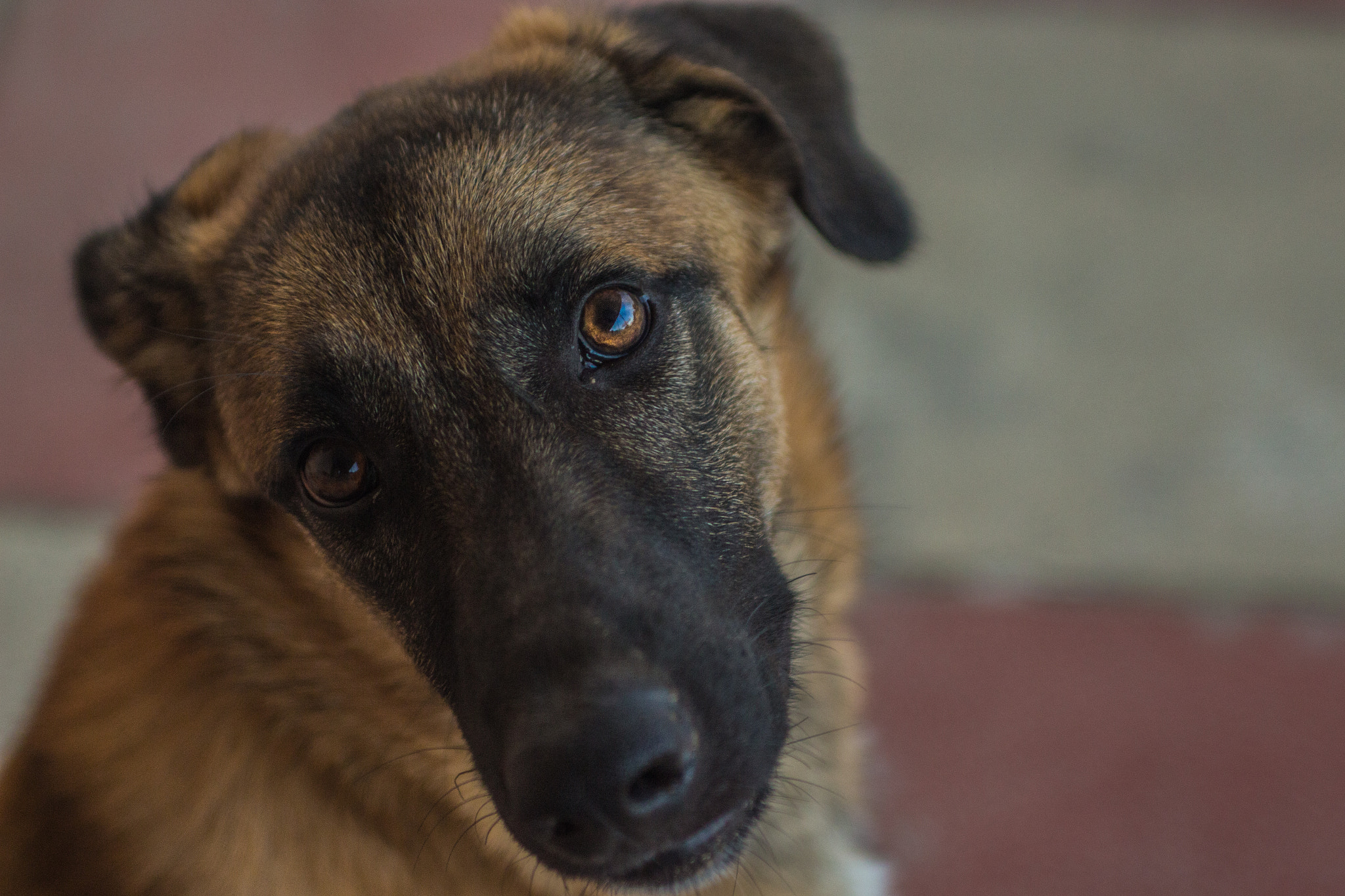 Canon EOS 700D (EOS Rebel T5i / EOS Kiss X7i) + Sigma 24-70mm F2.8 EX DG Macro sample photo. Sad doge photography