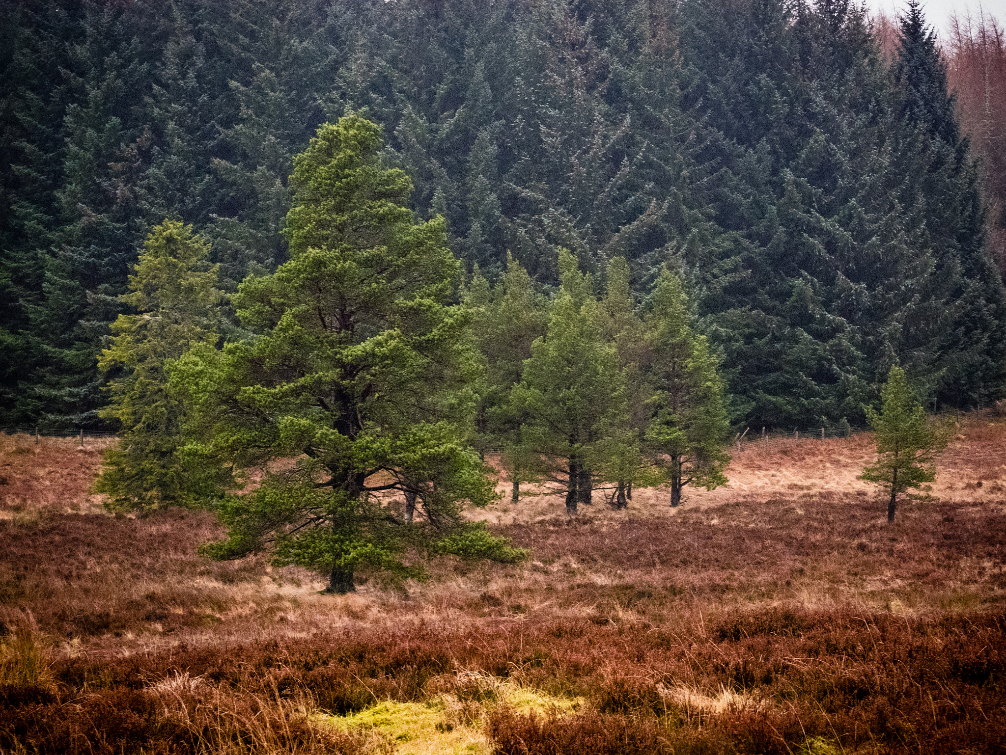 Panasonic Lumix DMC-GM1 sample photo. Perthshire landscape photography