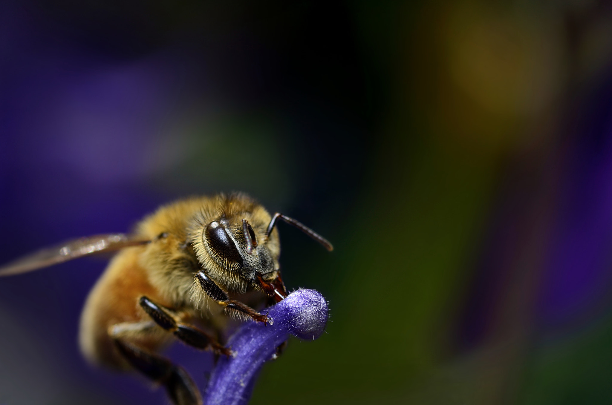 Nikon D7000 + Tokina AT-X Pro 100mm F2.8 Macro sample photo. Honey bee drinking aquilegia nectar photography