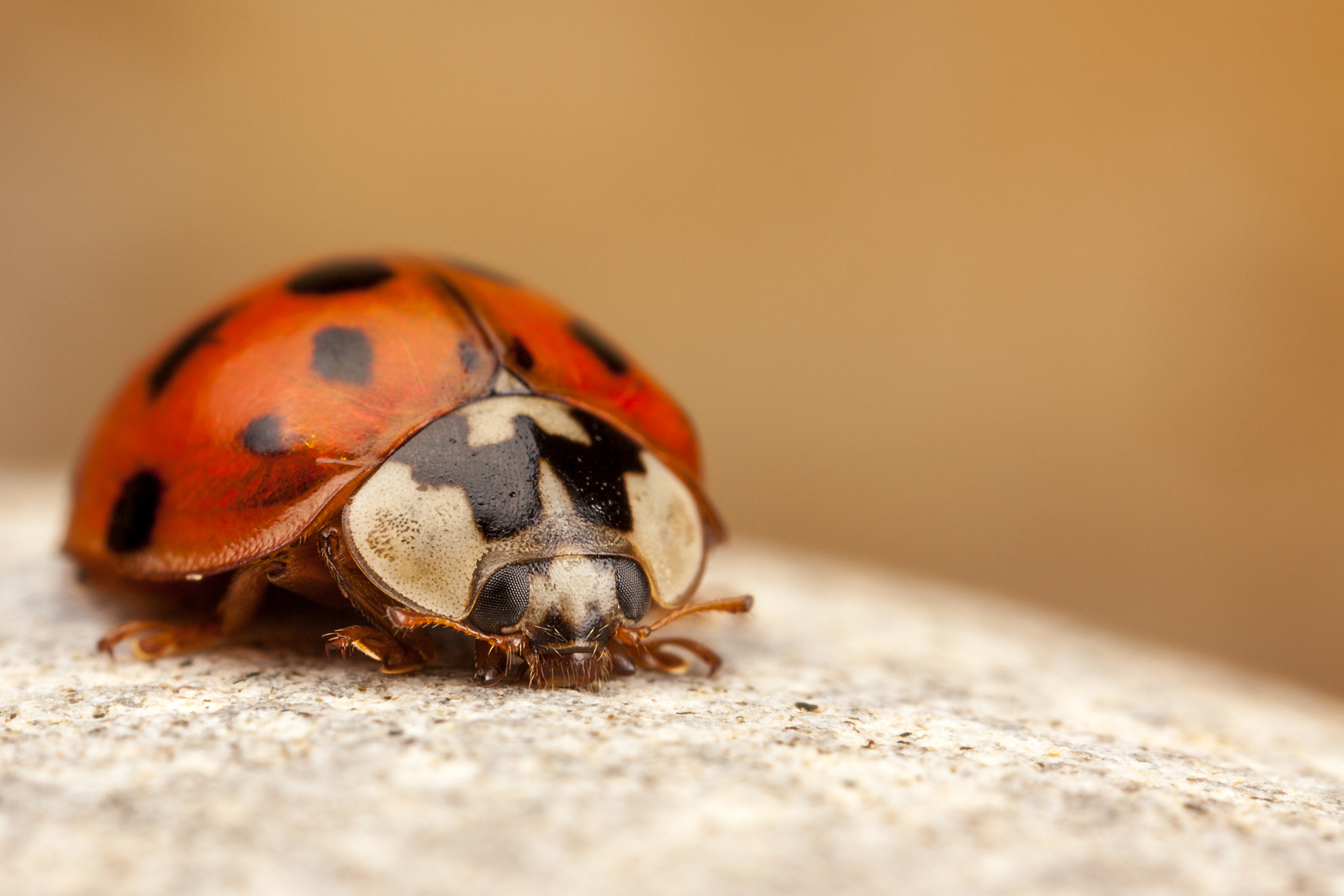 Canon EOS 5D Mark II + Canon MP-E 65mm F2.5 1-5x Macro Photo sample photo. Harlequin ladybird photography