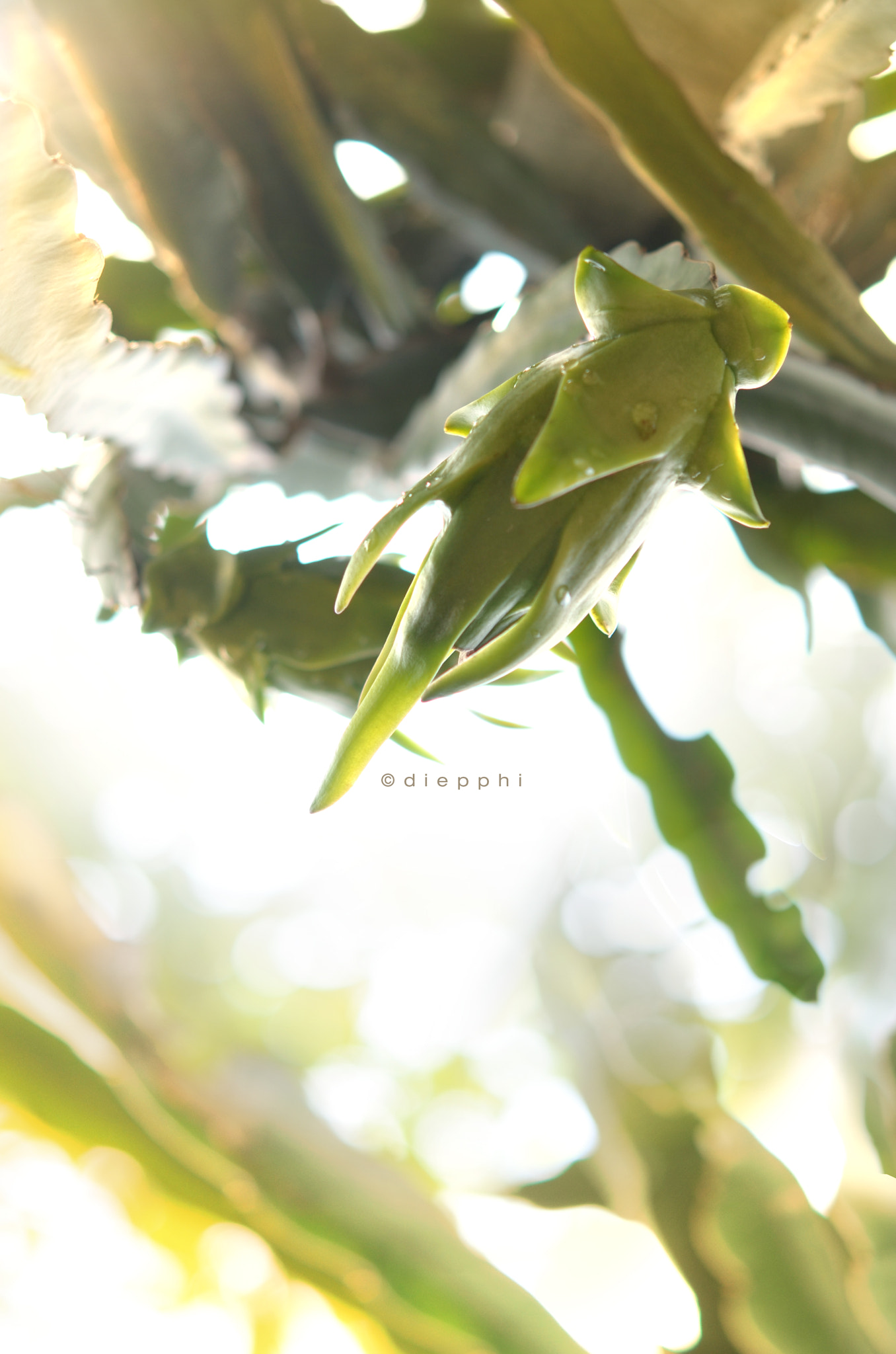 Nikon AF-S Micro-Nikkor 60mm F2.8G ED sample photo. Green dragon fruit photography