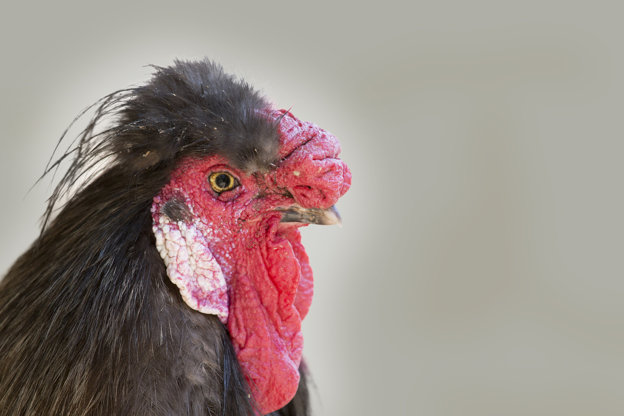 Canon EF 100-400mm F4.5-5.6L IS USM sample photo. Cock in close-up photography