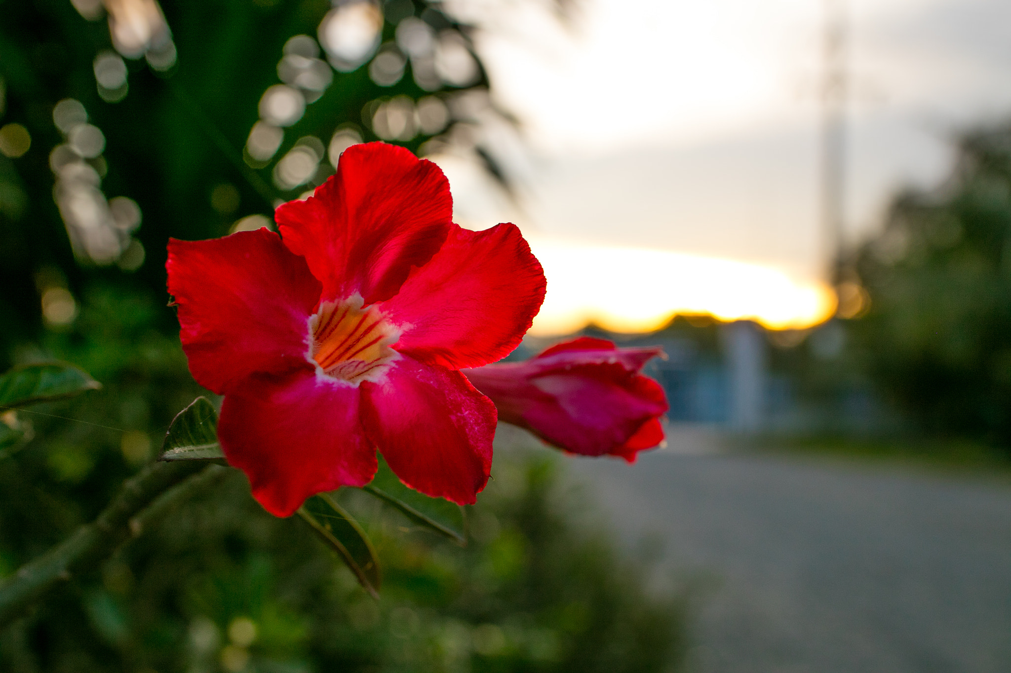 Canon EOS 5DS sample photo. Red photography