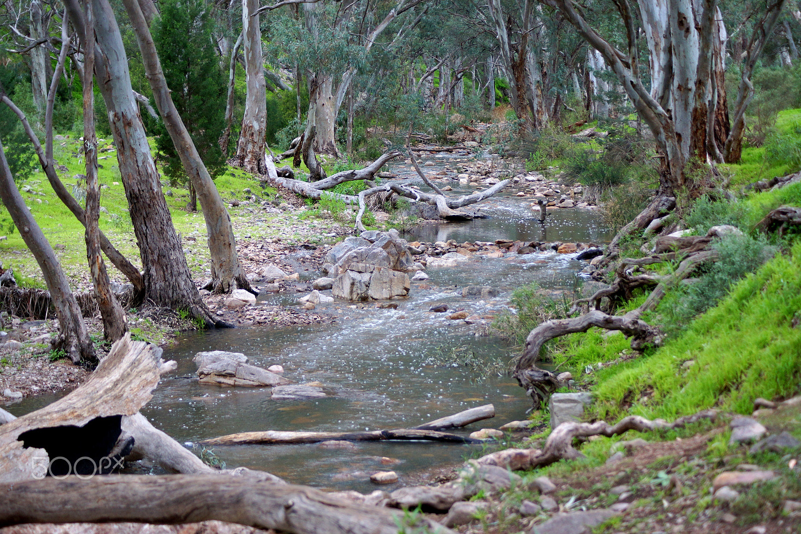 Sony DT 55-200mm F4-5.6 SAM sample photo. Mambray creek photography