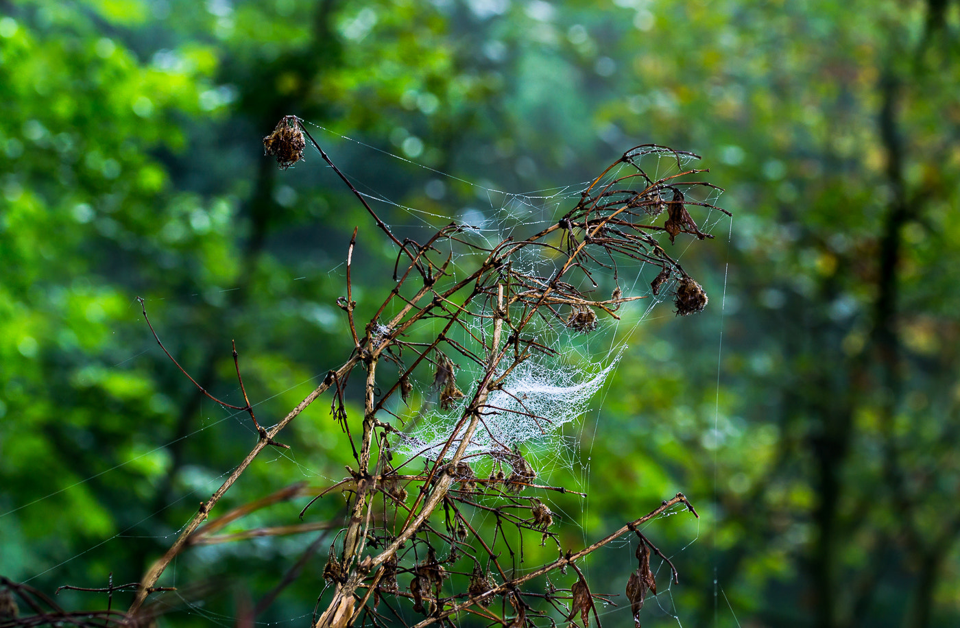 Sony a6000 + 105mm F2.8 sample photo. ... photography