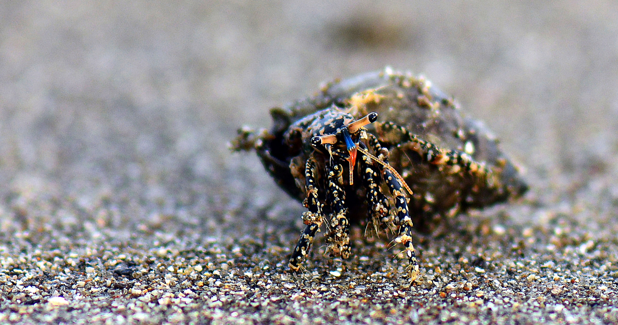 Nikon AF-S Micro-Nikkor 105mm F2.8G IF-ED VR sample photo. Wondering hermite crab. photography