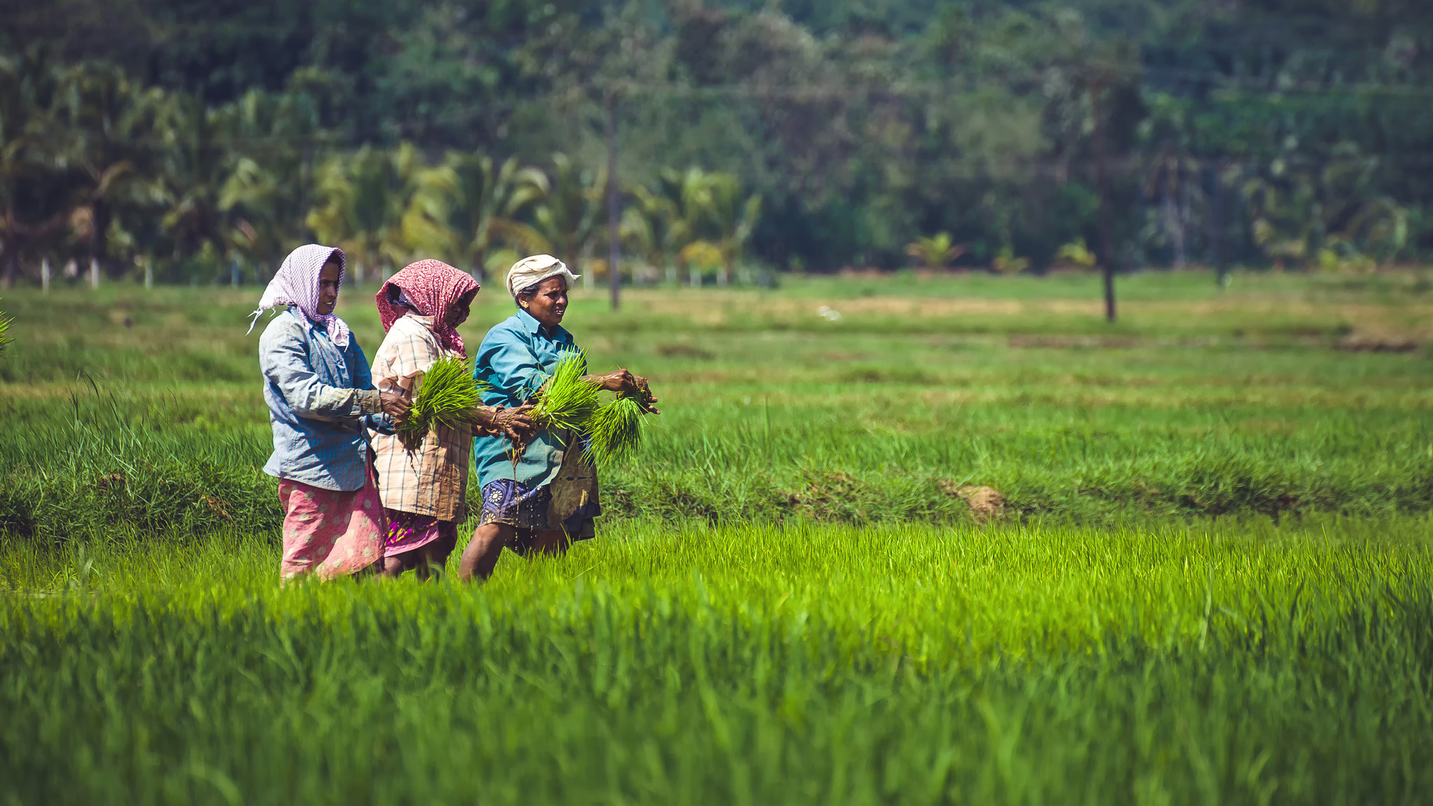 Sony a99 II + Tamron SP 70-300mm F4-5.6 Di USD sample photo. Indian women working on rice plantation photography