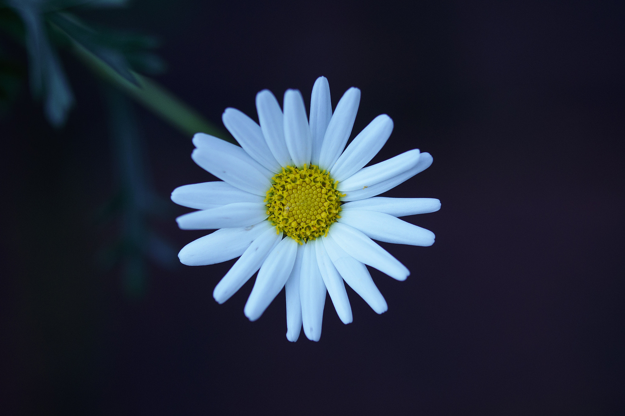 Sony SLT-A58 + 105mm F2.8 sample photo. Abg_20160905_14 photography