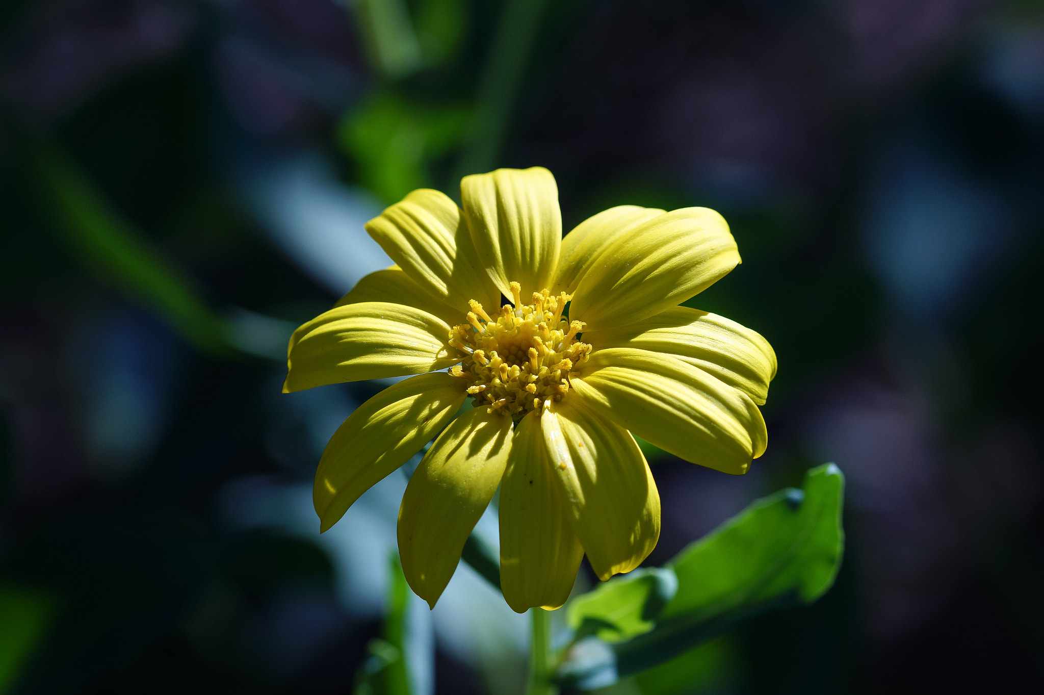 Sony SLT-A58 + 105mm F2.8 sample photo. Abg_20160905_02 photography
