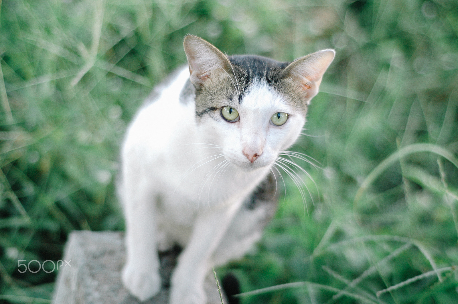 Nikon D70 + Nikon AF Nikkor 50mm F1.8D sample photo. Mr. old cat photography