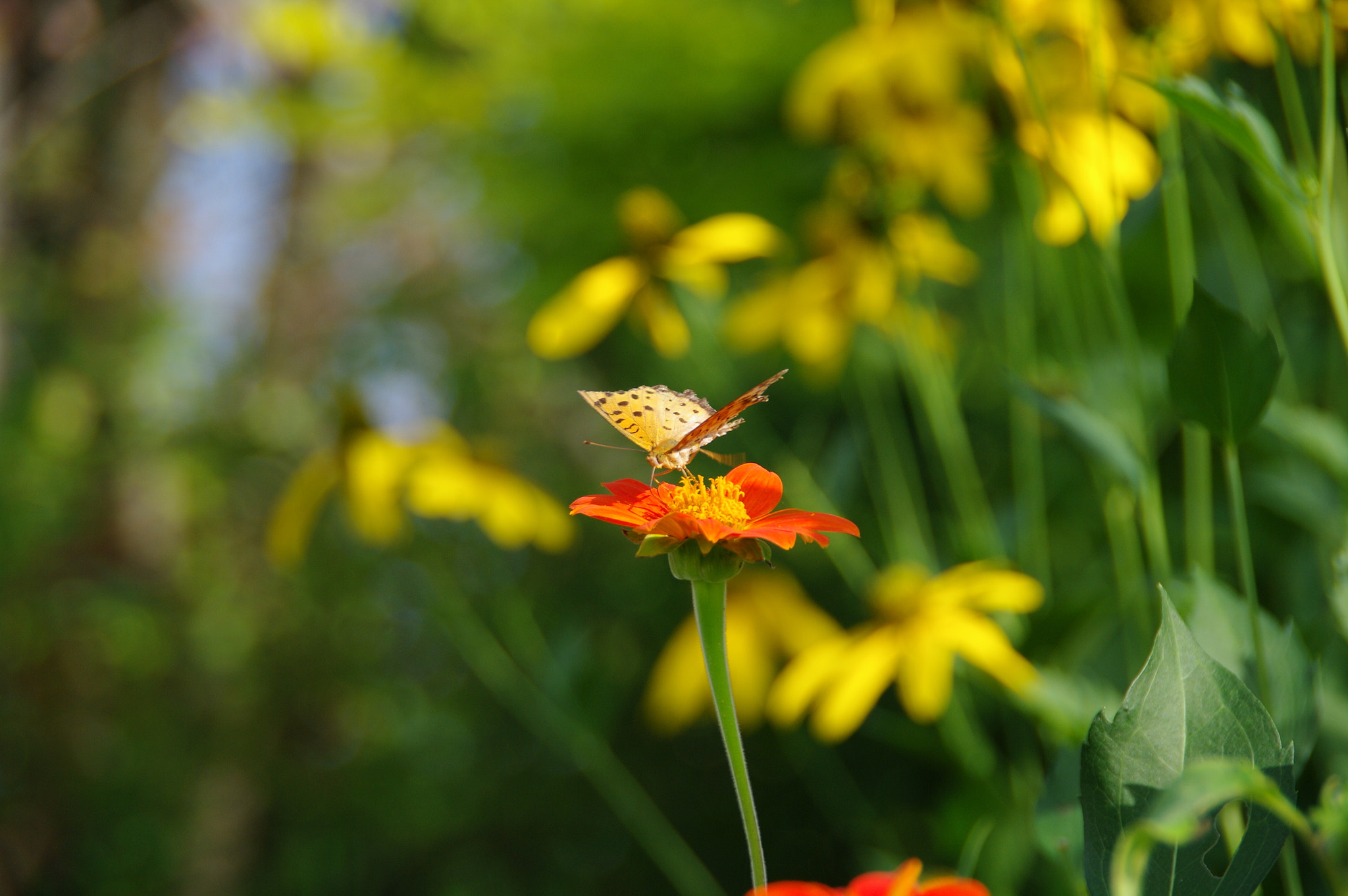Pentax K20D sample photo. Volare photography