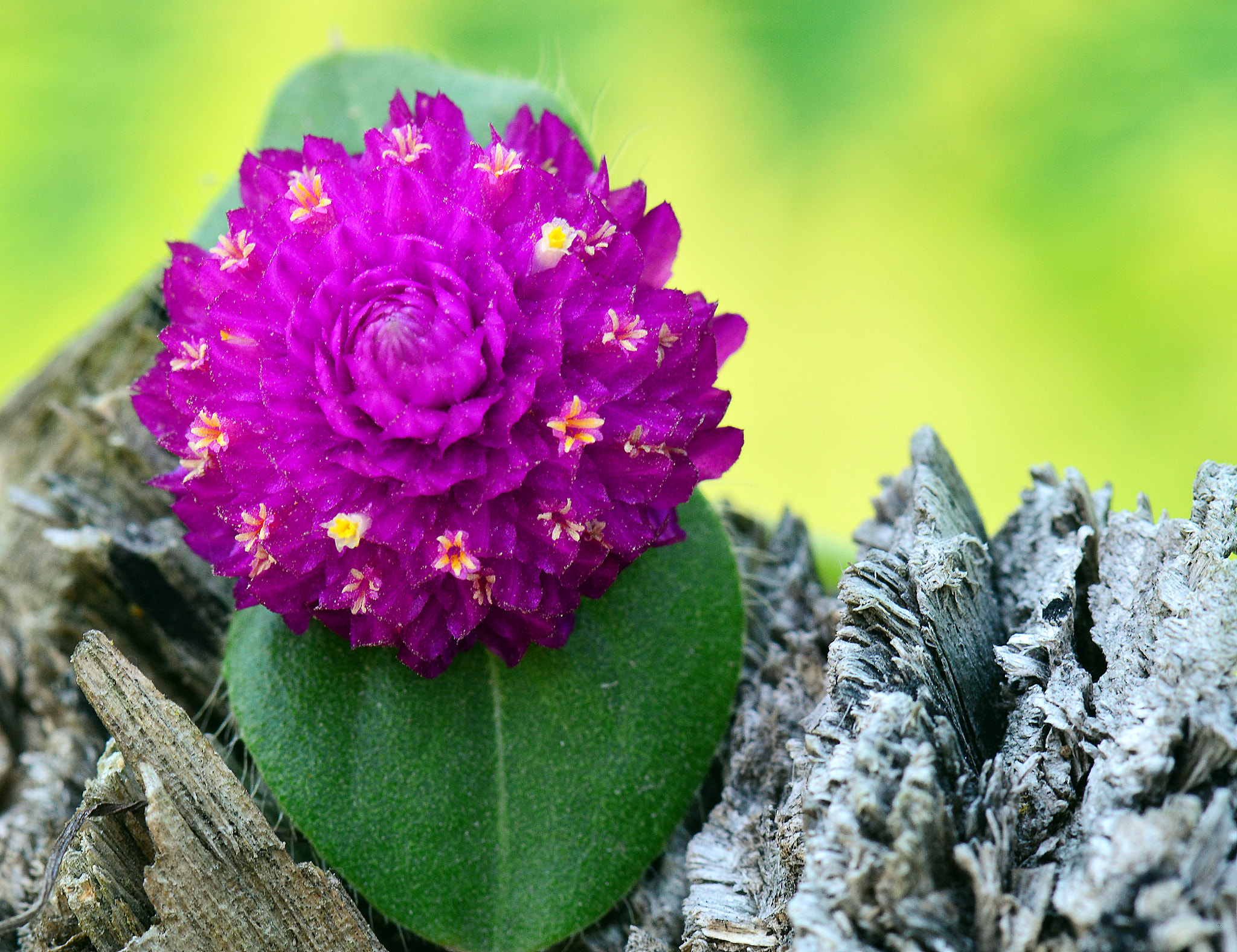 Nikon AF-S Micro-Nikkor 105mm F2.8G IF-ED VR sample photo. Garden flower photography