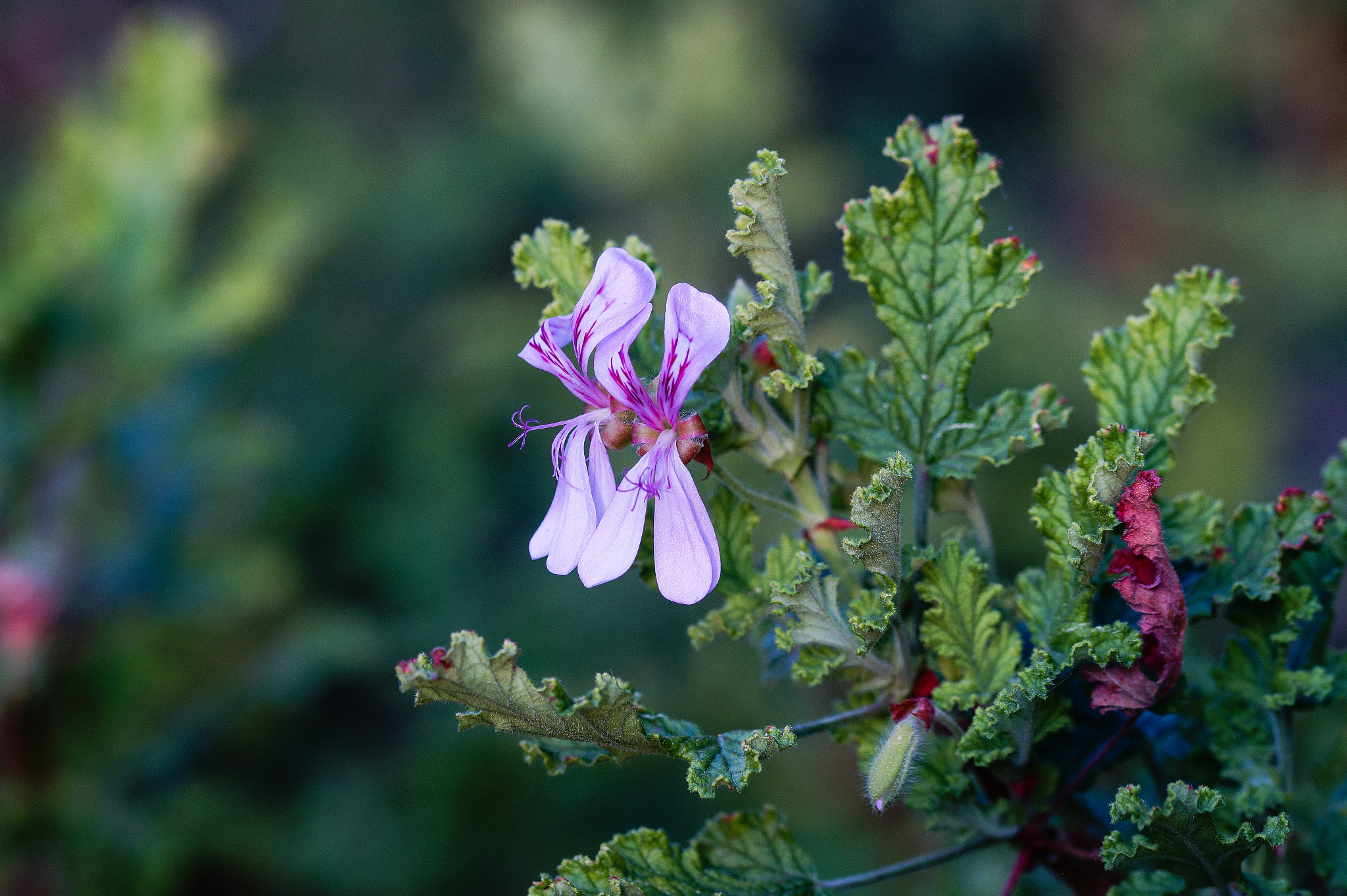 Sony SLT-A58 + 105mm F2.8 sample photo. Abg_20160905_15 photography