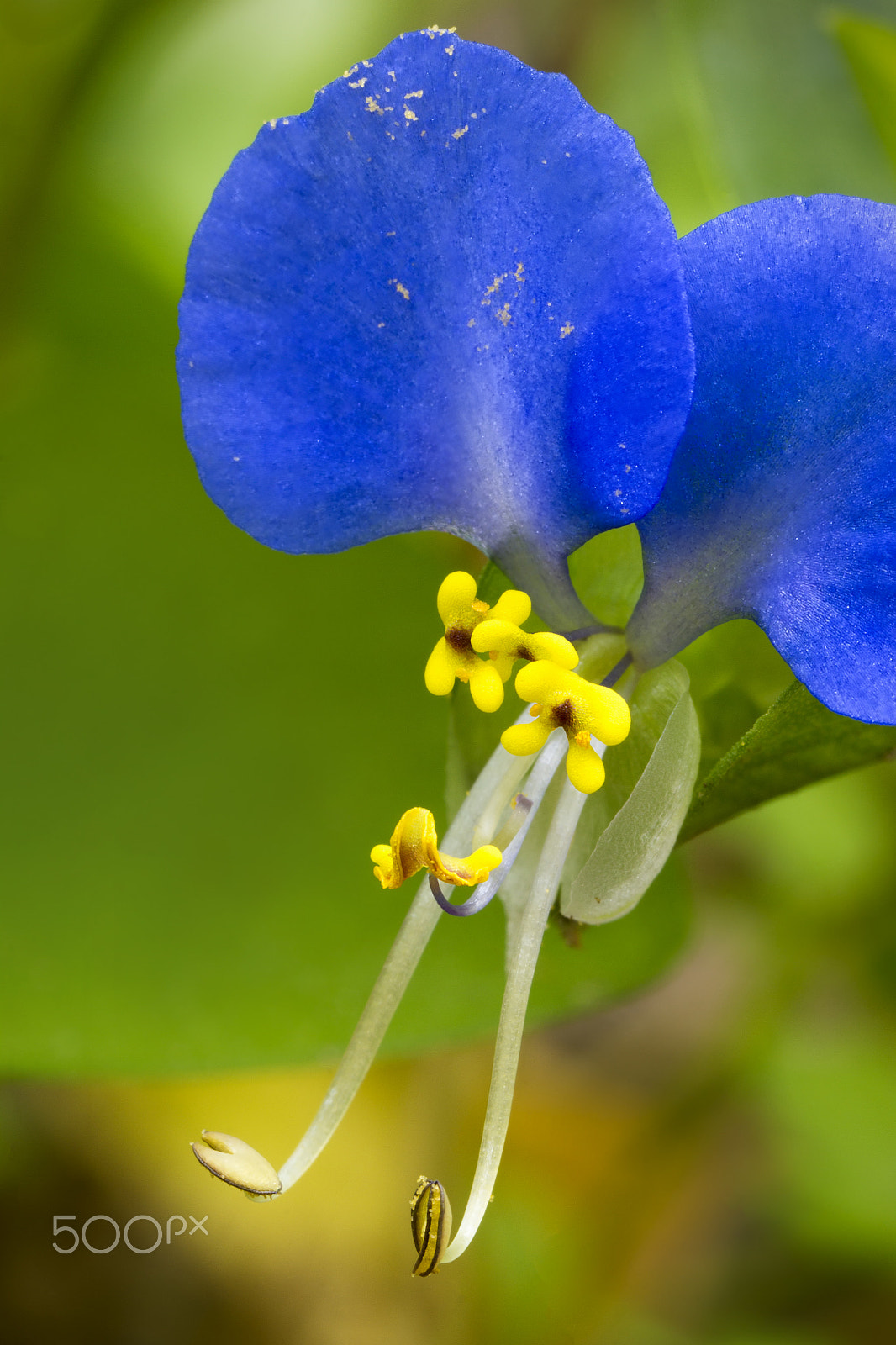 Canon MP-E 65mm F2.5 1-5x Macro Photo sample photo. Close photography