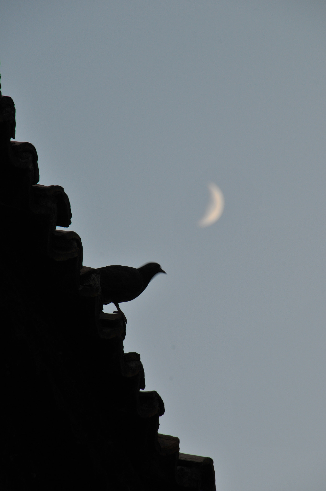 Nikon D300 sample photo. Blur bird photography